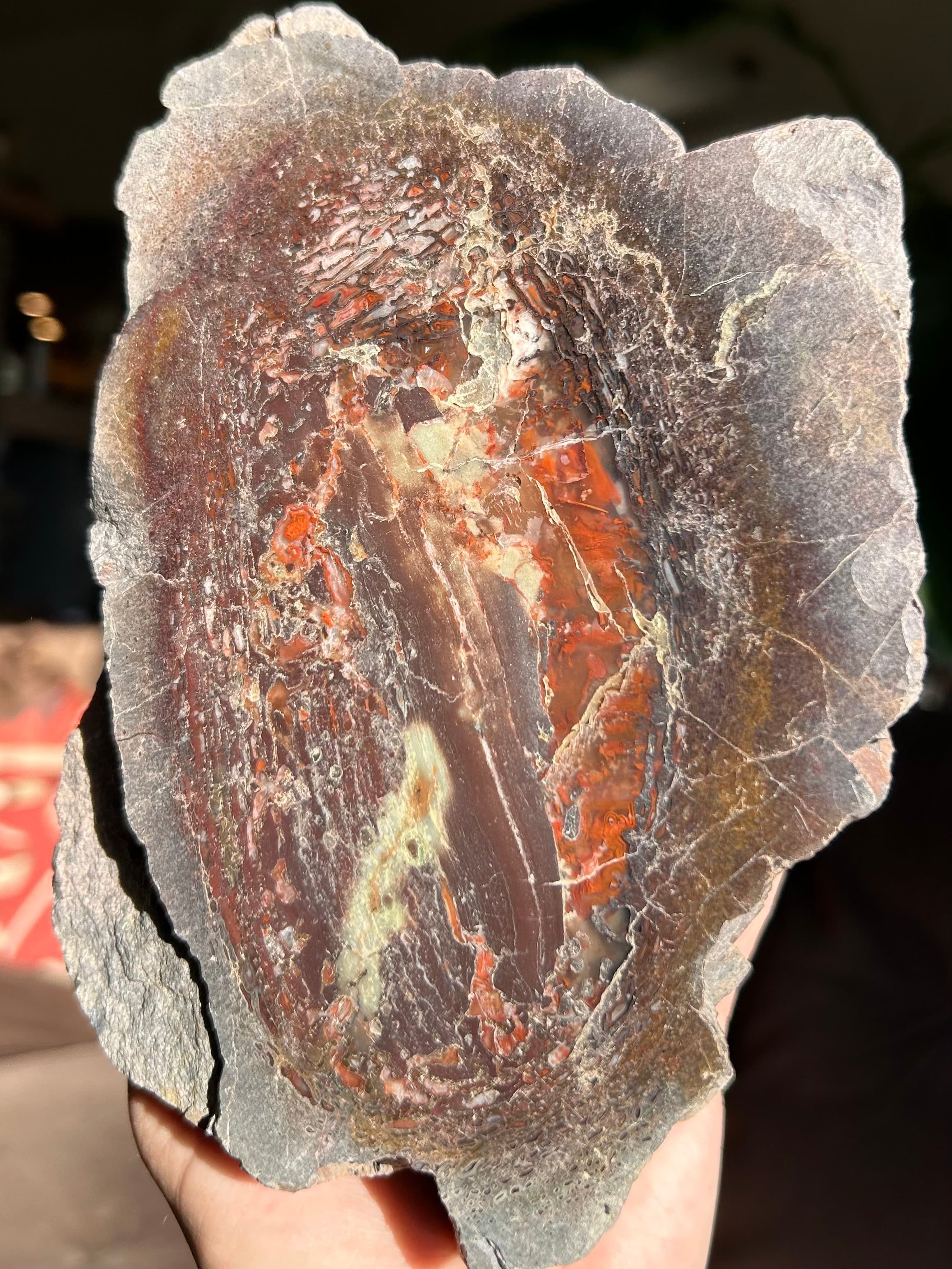 Incredible Large Cell Polished Agatized Dinosaur Gem Bone Specimen - 4.1lbs Jurassic Morrison, CO