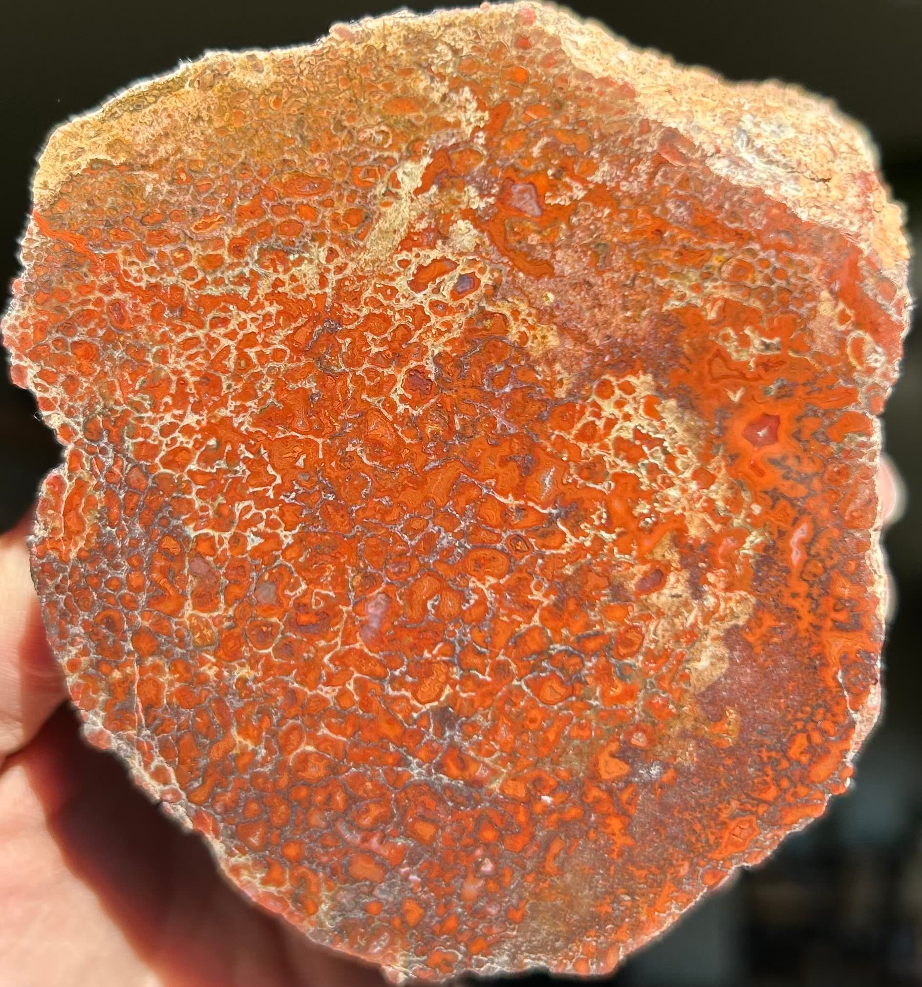 Nice Deep Red Polished Agatized Dinosaur Gem Bone Specimen Jurassic Morrison, CO