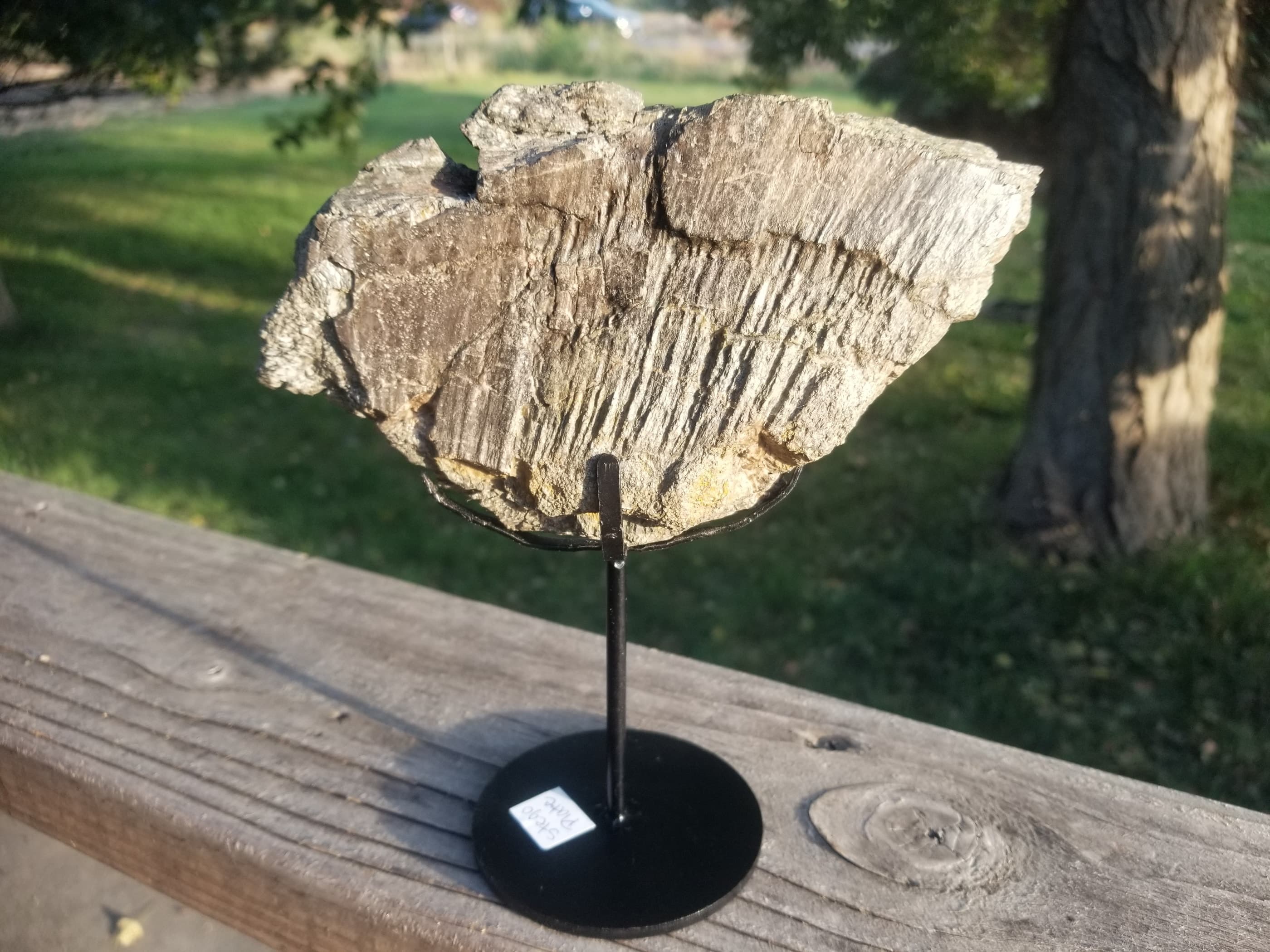 Nice Large Stegosaurus Spine Plate Section Fossil Dinosaur Specimen Jurassic Morrison Form Display