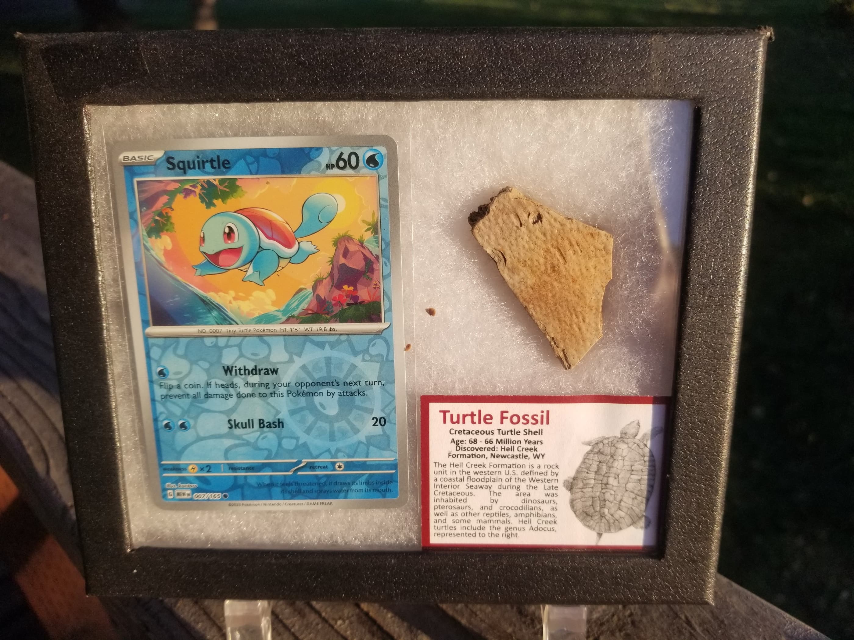 Pokemon Card Display w/Fossil Correlated to Card