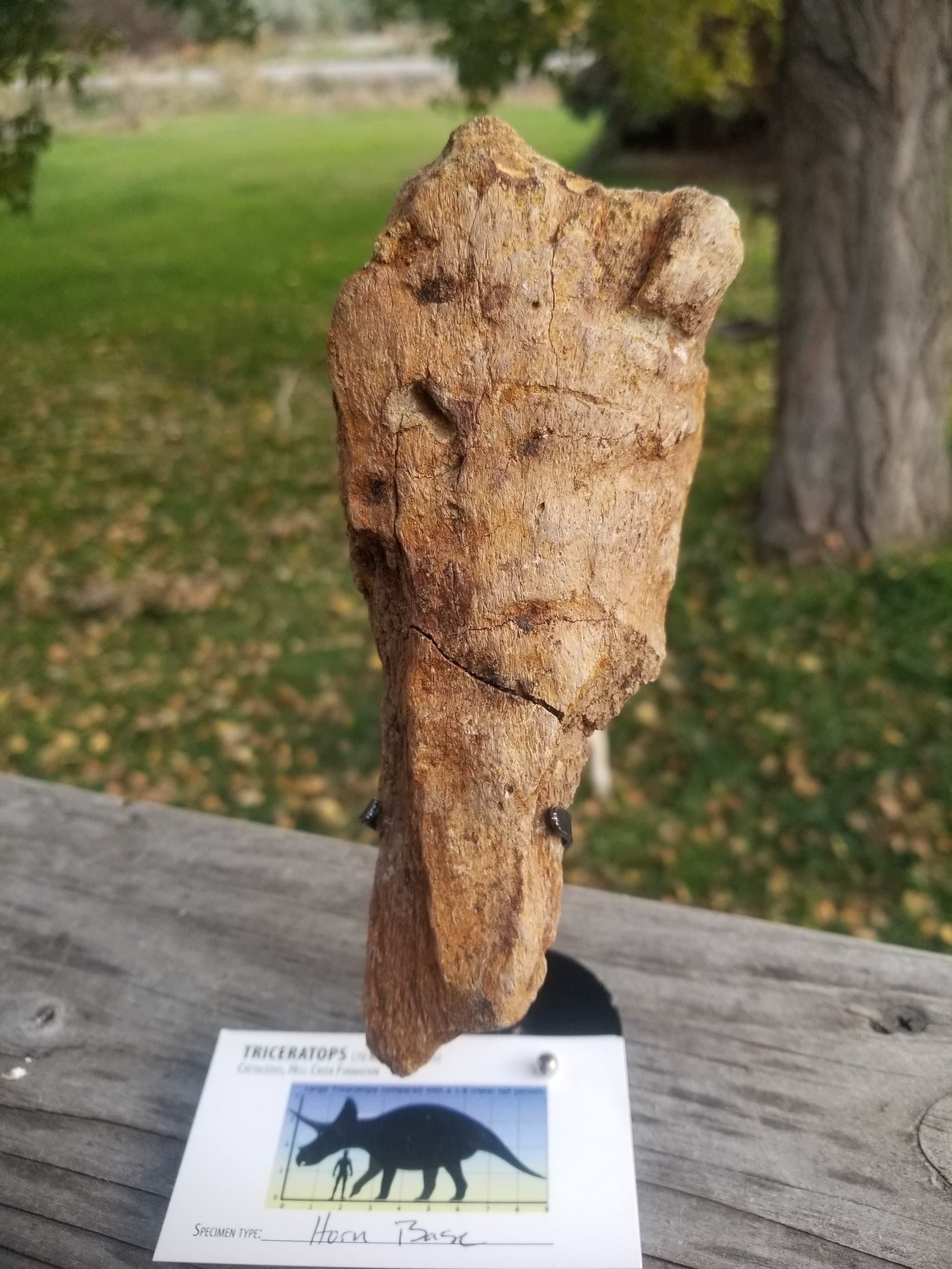 Triceratops Horn Base Section Dinosaur Fossil Specimen Cretaceous Hell Creek MT