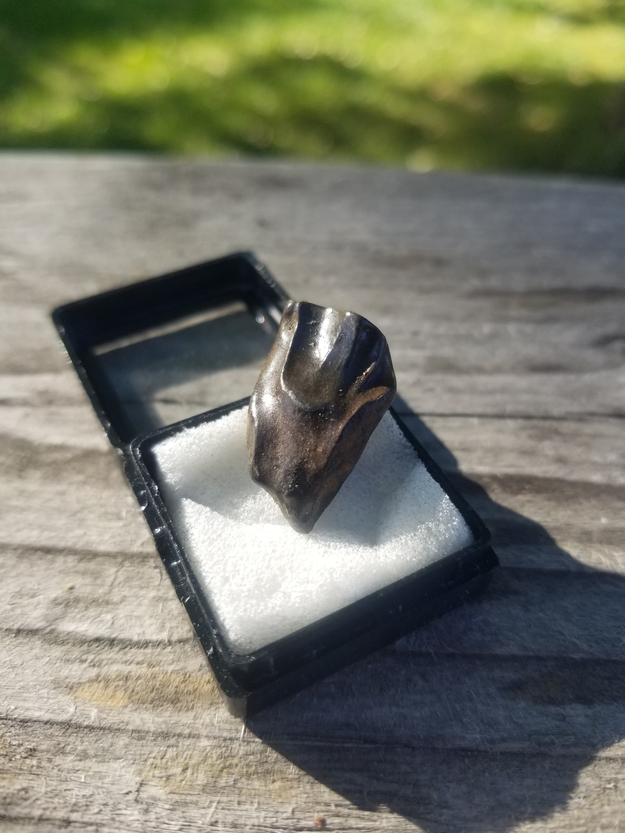 Large Triceratops Tooth Fossil Specimen Hell Creek, MT