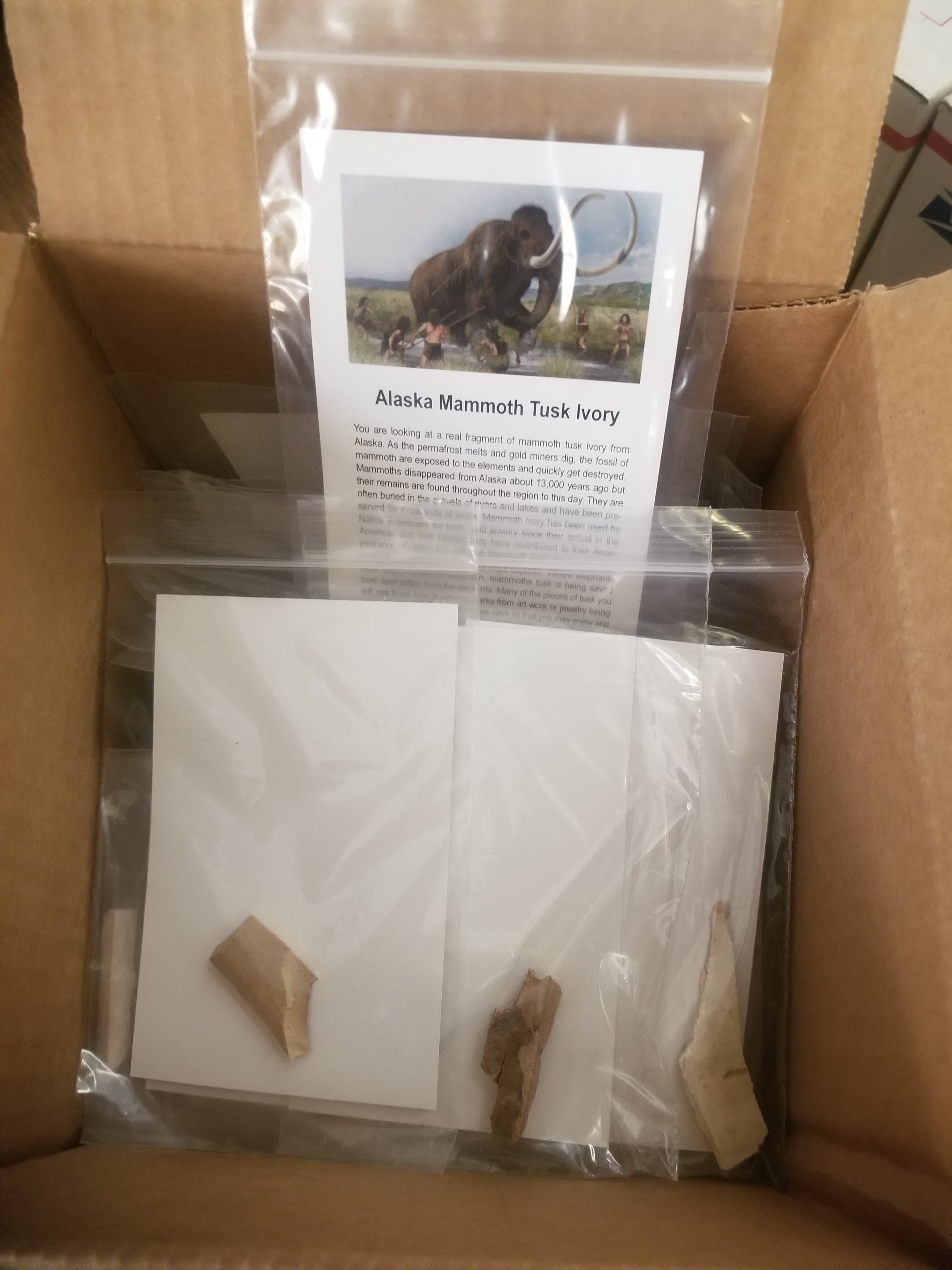 Wholesale -Box of 100* Large Alaskan Mammoth Mamut Tusk Specimen w/Educational card (Bagged)