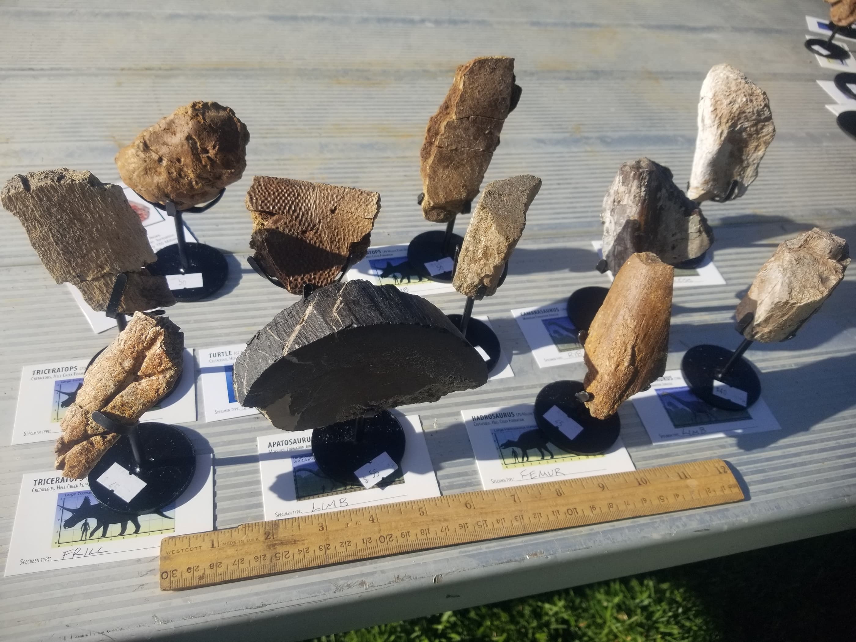 *Wholesale - Mixed Dinosaur Fossil 20 pc Specimen Jurassic/Cretaceous - Listed in Notes