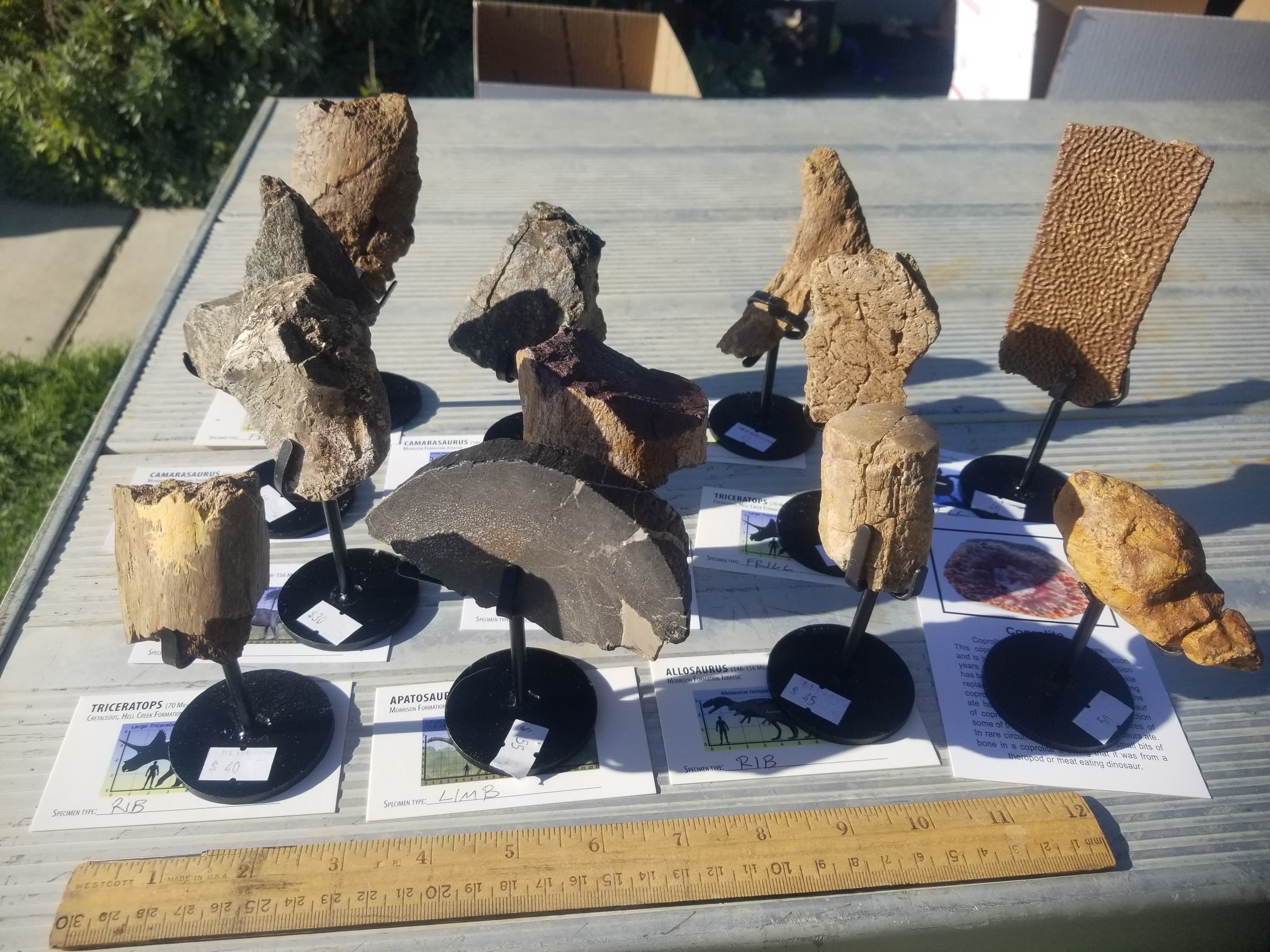 *Wholesale - Mixed Dinosaur Fossil 12pc Specimen Jurassic/Cretaceous - Listed in Notes