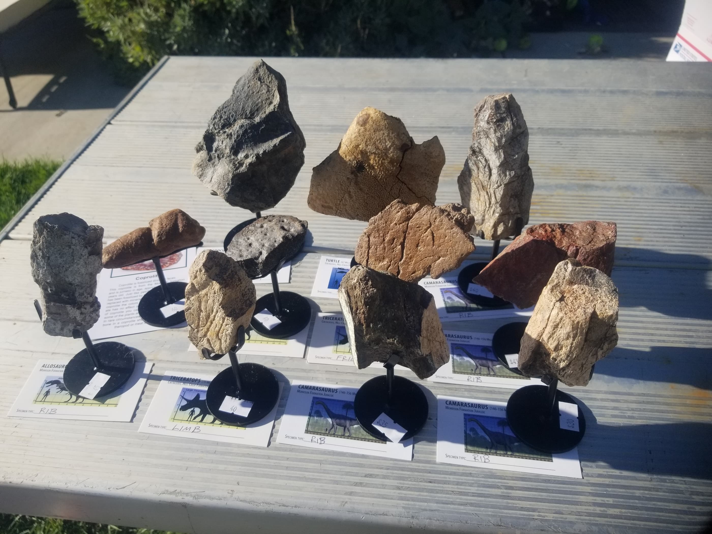 *Wholesale - Mixed Dinosaur Fossil 20 pc Specimen Jurassic/Cretaceous - Listed in Notes