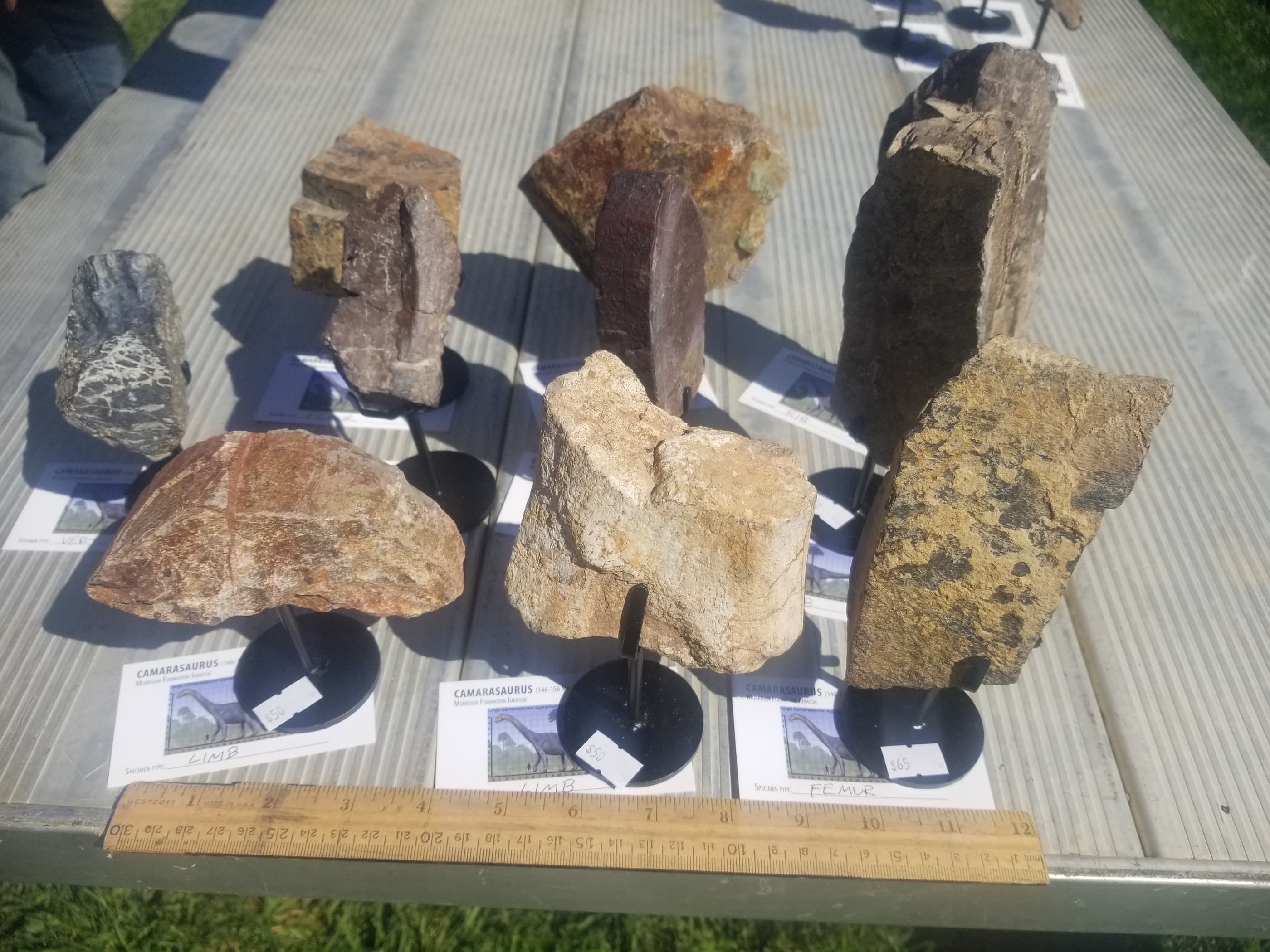 *Wholesale -Nice Camarasaurus 7 piece Lot Fossil Dinosaur Specimen Jurassic Morrison Form Display