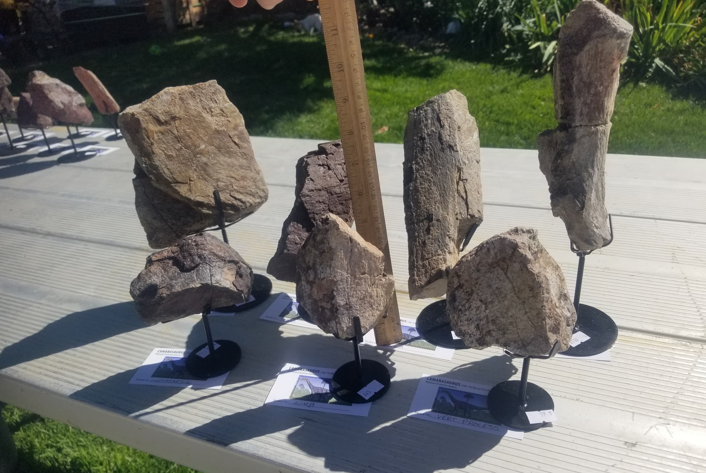 *Wholesale -Nice Camarasaurus 7 piece Lot Fossil Dinosaur Specimen Jurassic Morrison Form Display