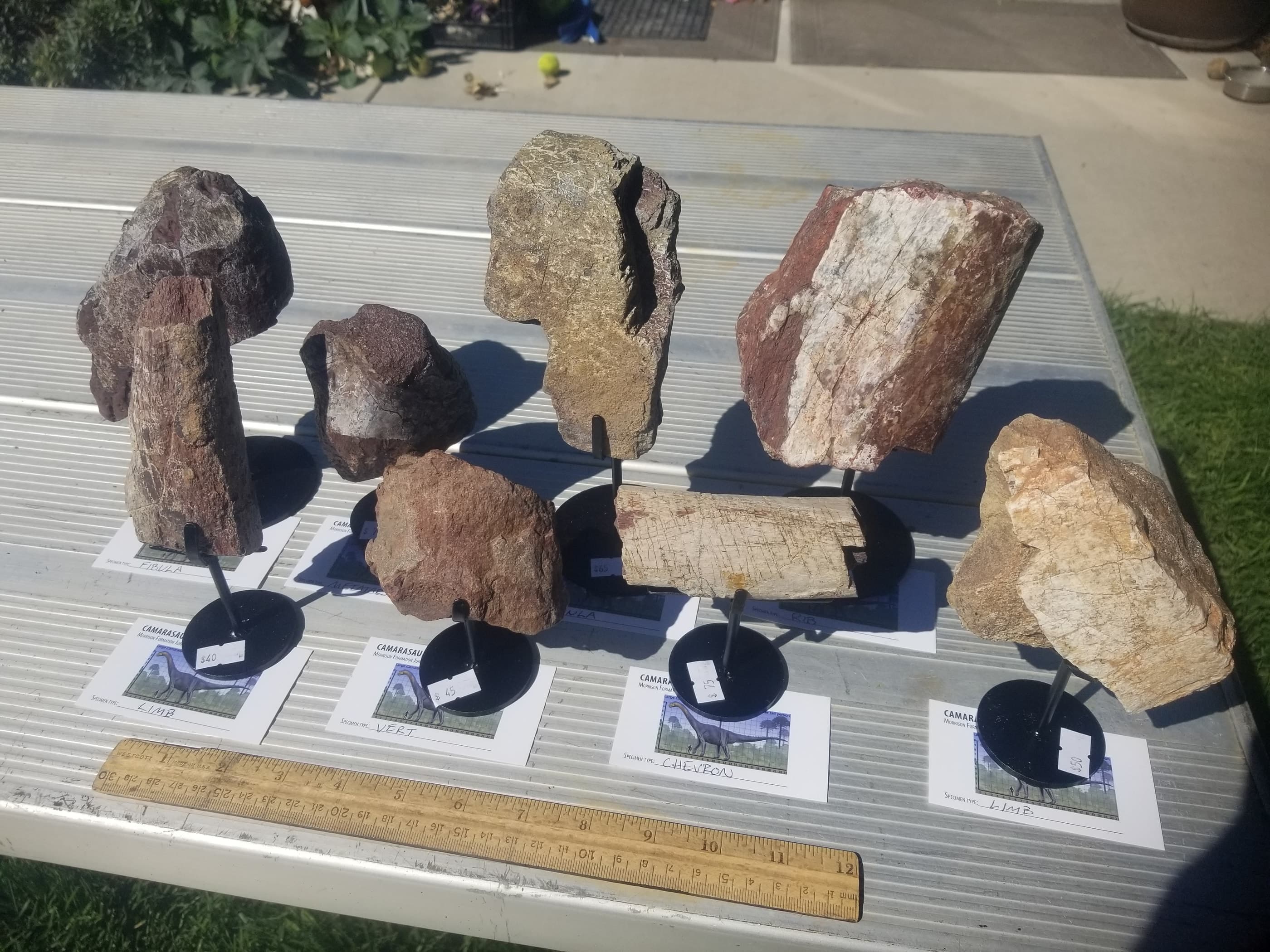*Wholesale -Nice Camarasaurus 7 piece Lot Fossil Dinosaur Specimen Jurassic Morrison Form Display