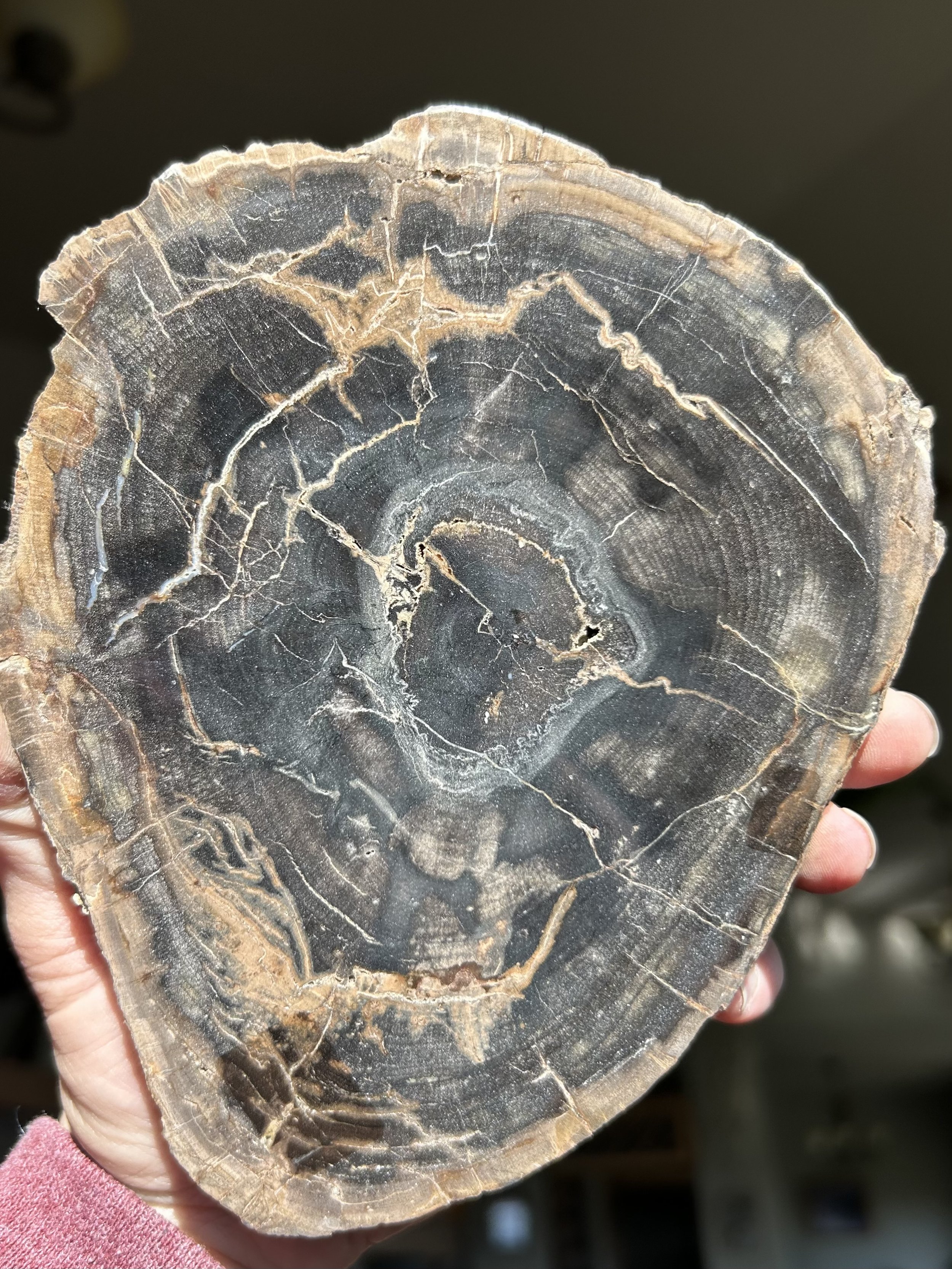 Nice Polished Sweet Home Oregon Petrified Wood 5" Round 25-31 Million Years Old