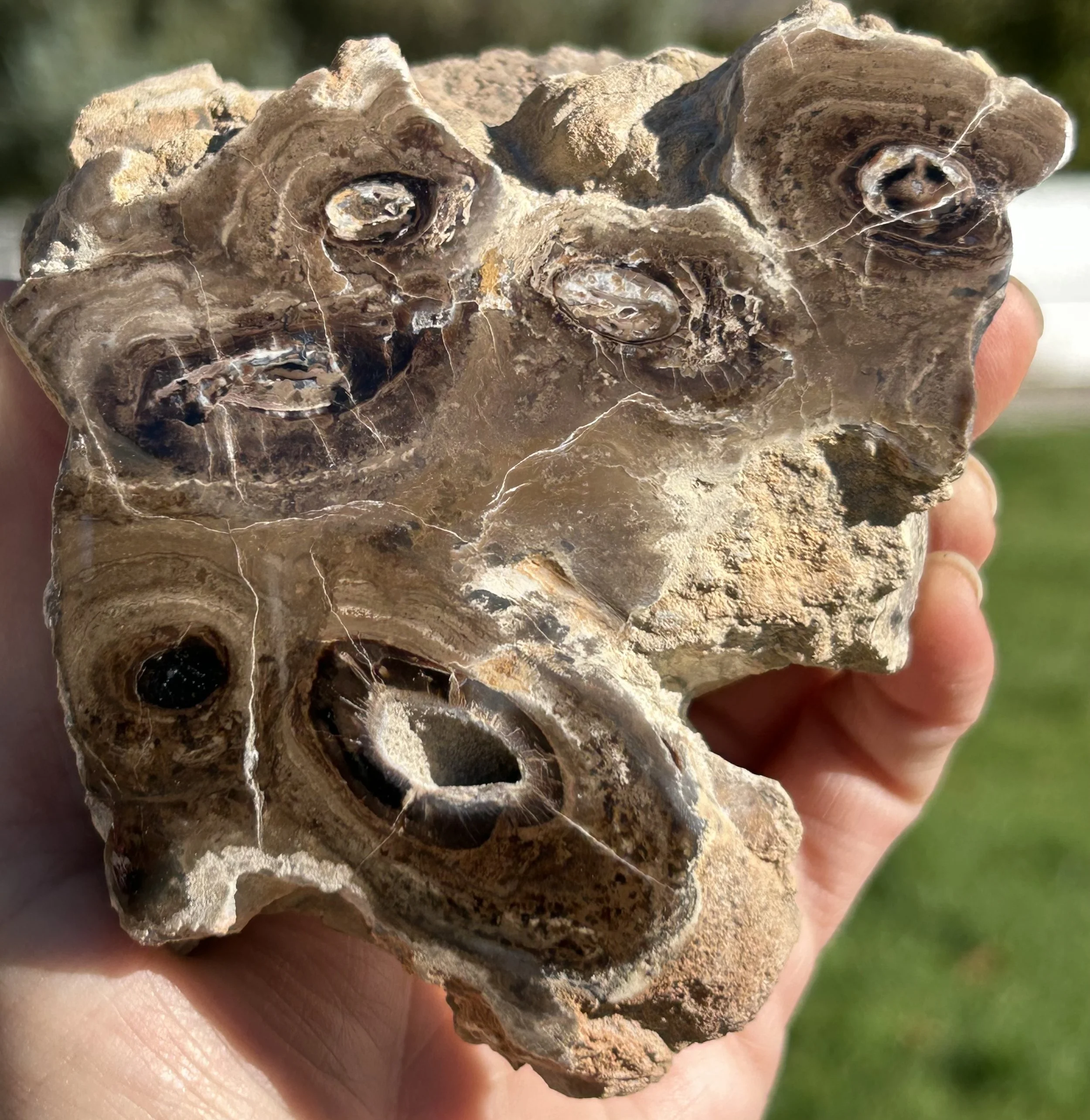 NEW Specimen - Polished Carbon County UT Petrified Wood & Angiosperm in Stromatolite