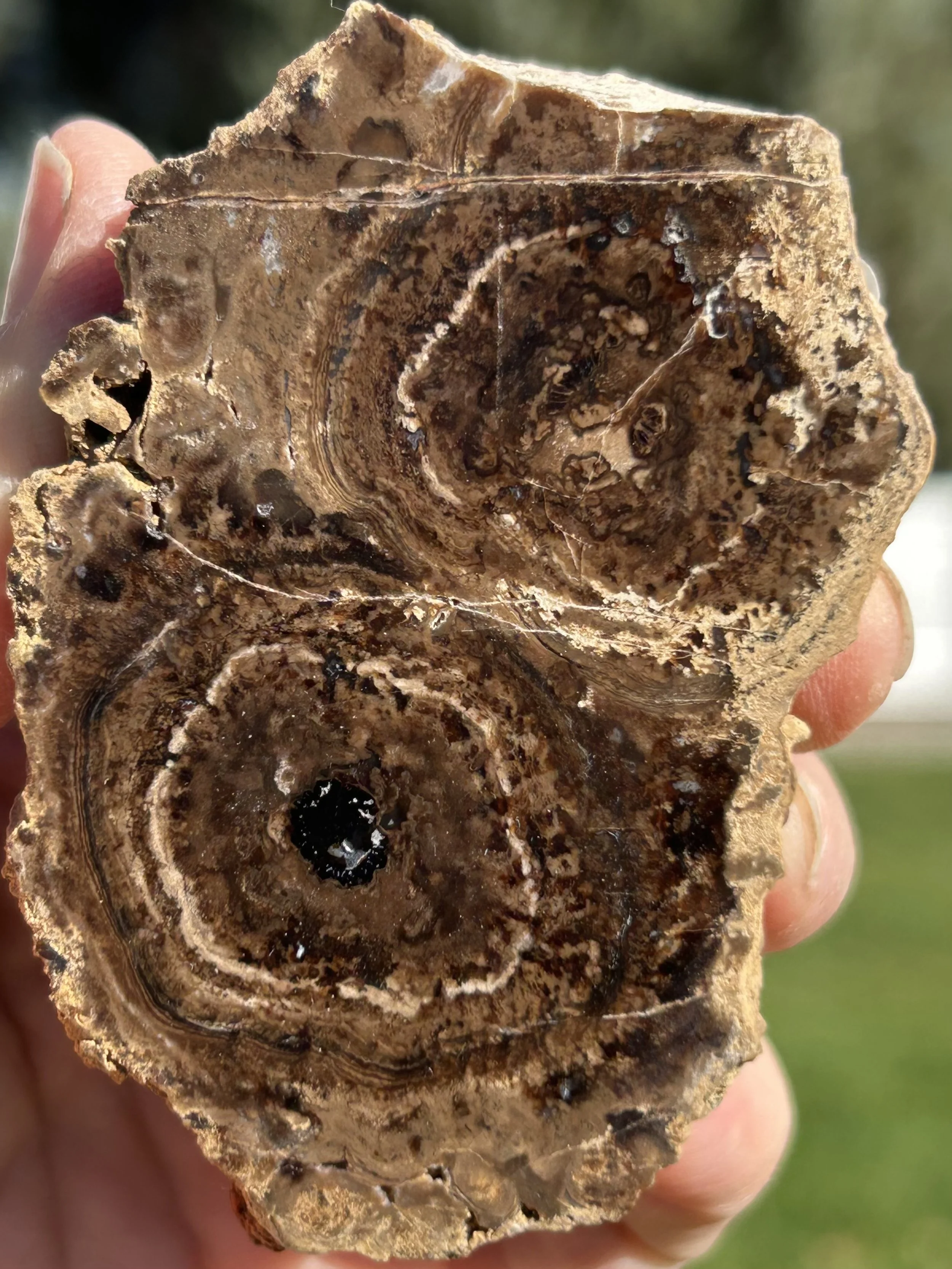 NEW Specimen - Polished Carbon County UT Petrified Wood & Angiosperm in Stromatolite