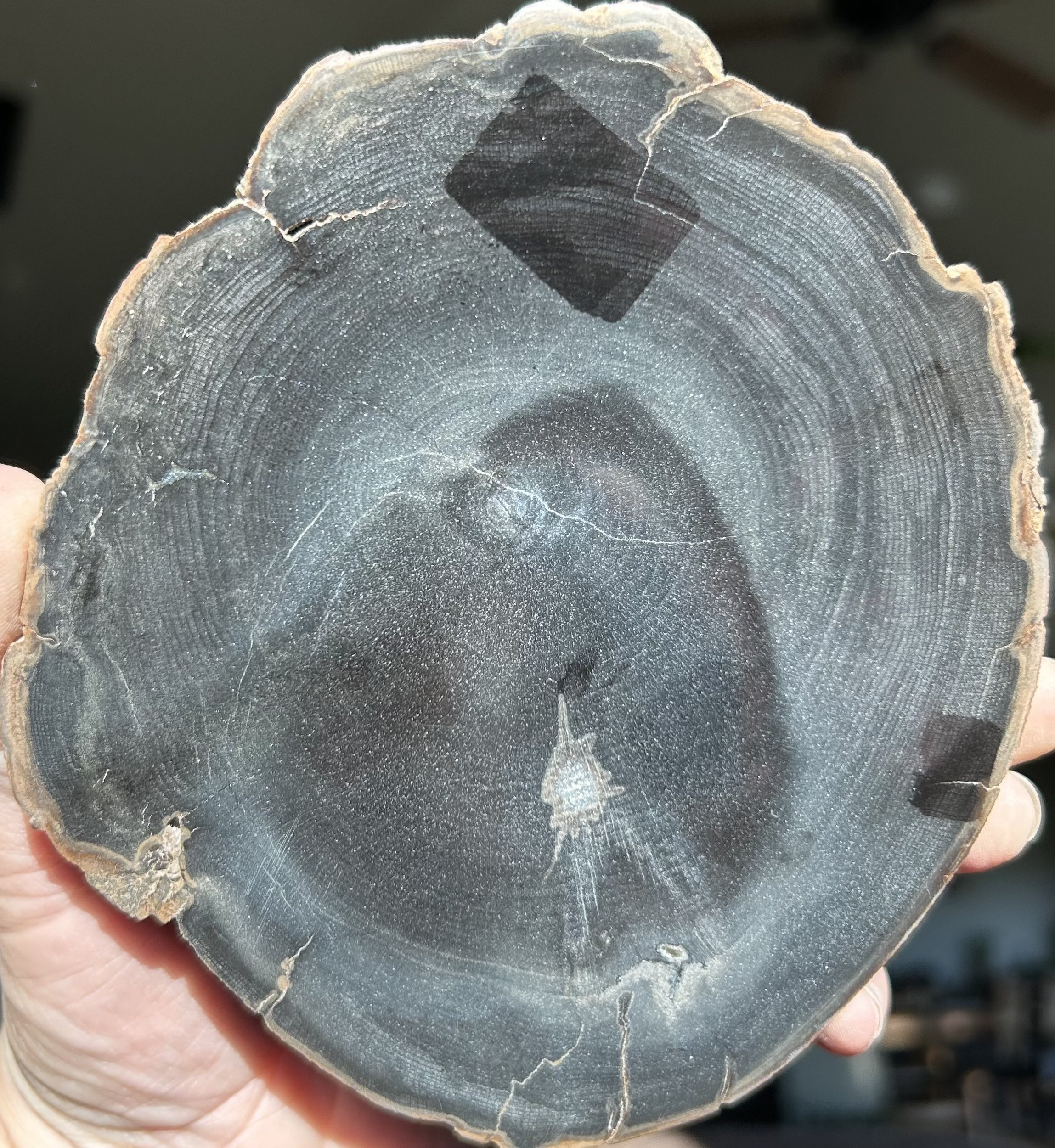 Nice Polished Sweet Home Oregon Petrified Wood 5" Round 25-31 Million Years Old