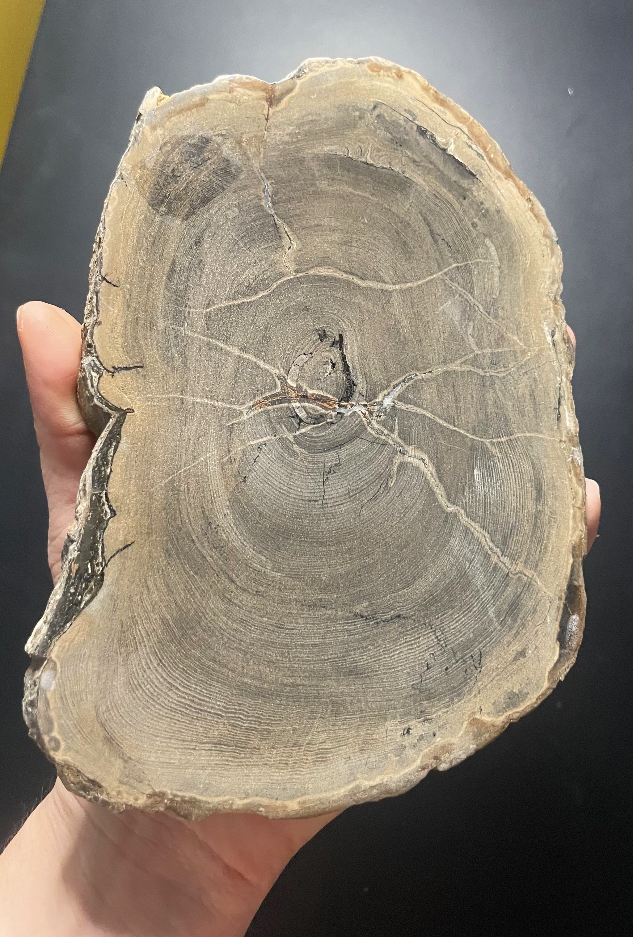 Nice Polished Sweet Home Oregon Petrified Wood 6" Round 25-31 Million Years Old