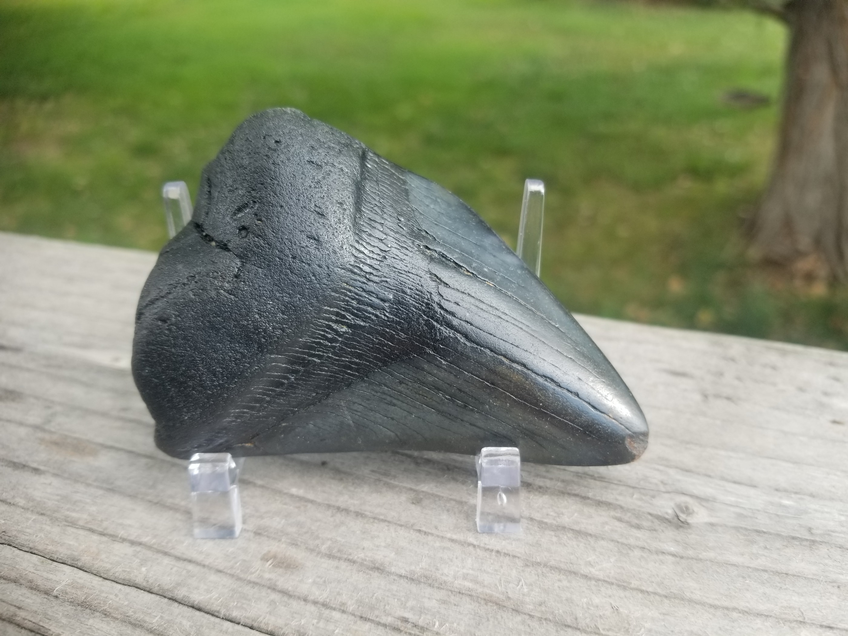 Beautiful 3.5" Megalodon Tooth Fossil Natural East Coast U.S.