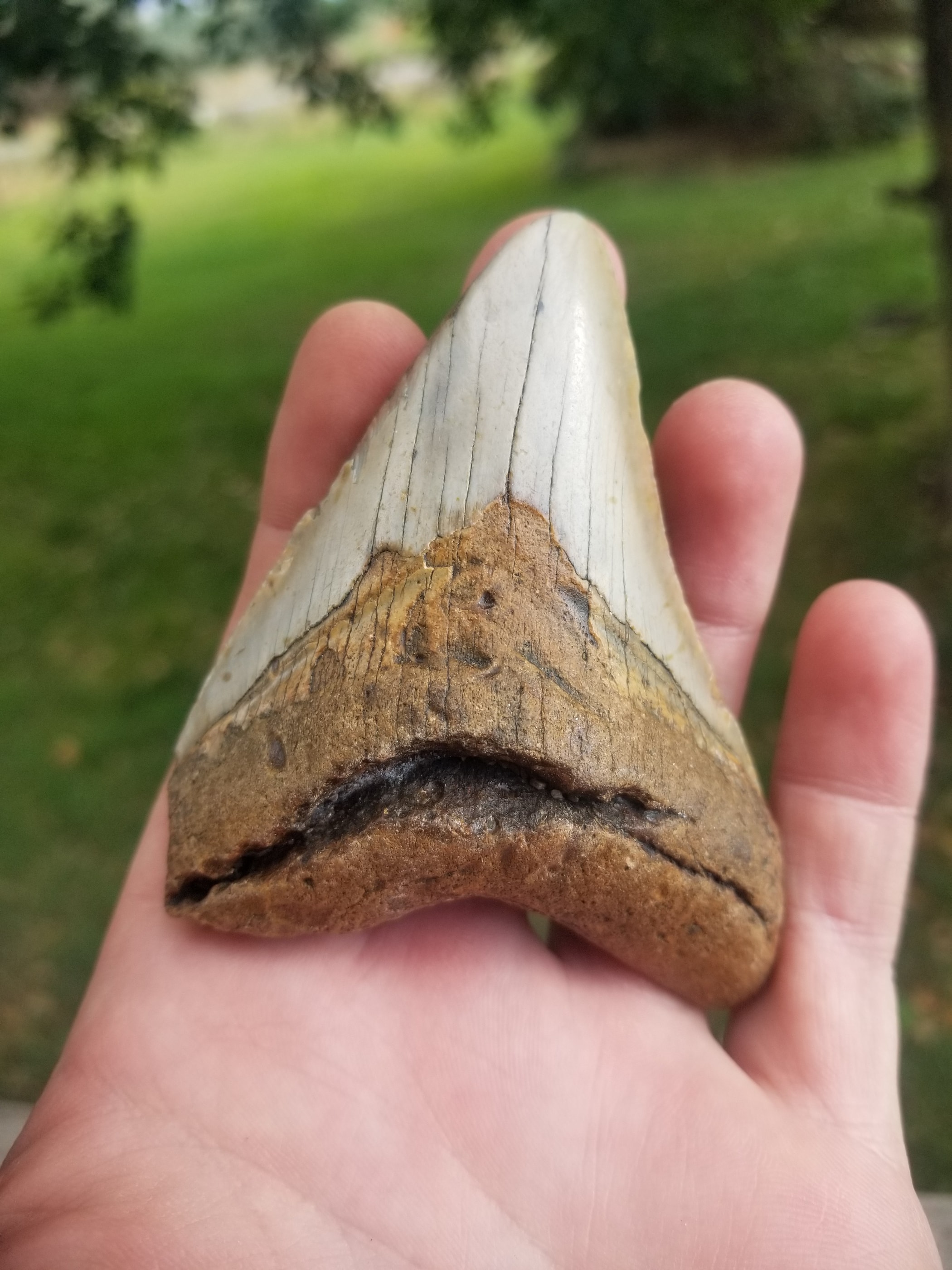 Beautiful 3.5" Megalodon Tooth Fossil Natural East Coast U.S.