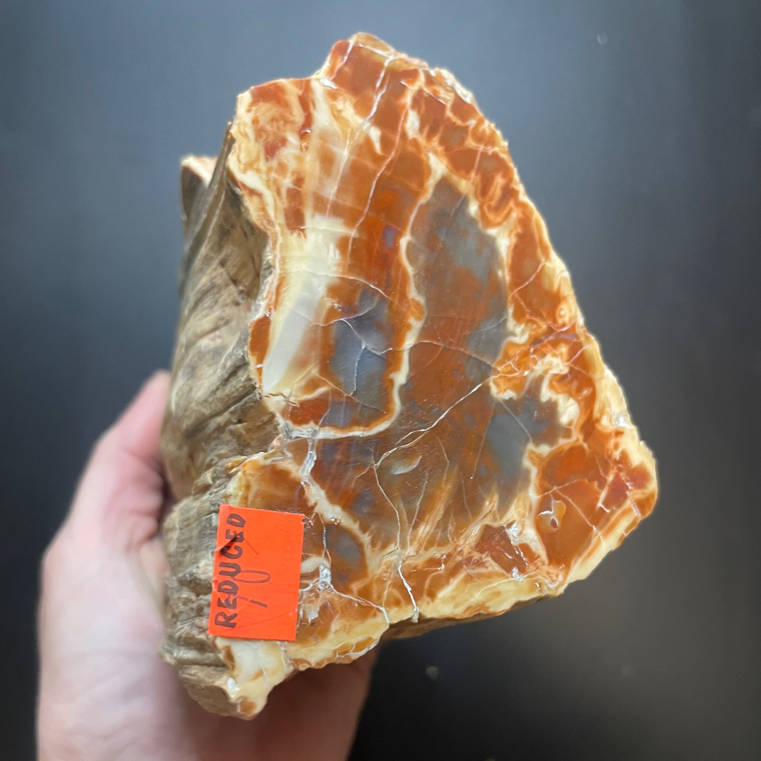 Nice Polished Red Henry Mountains Petrified Wood Specimen - Morrison, Southern Utah