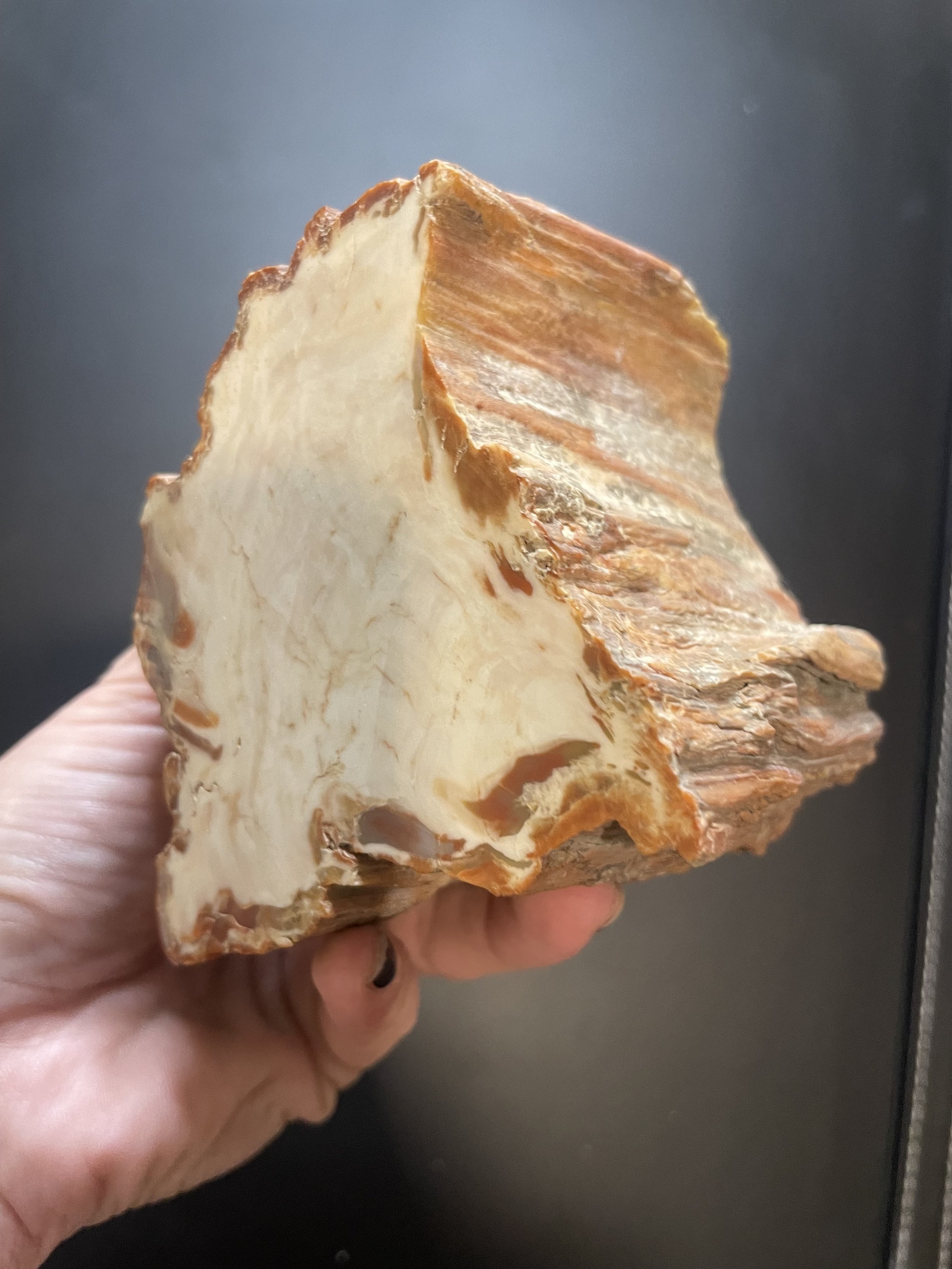 Nice Double End Polished Henry Mountains Petrified Wood Round - Jurassic, Southern UT