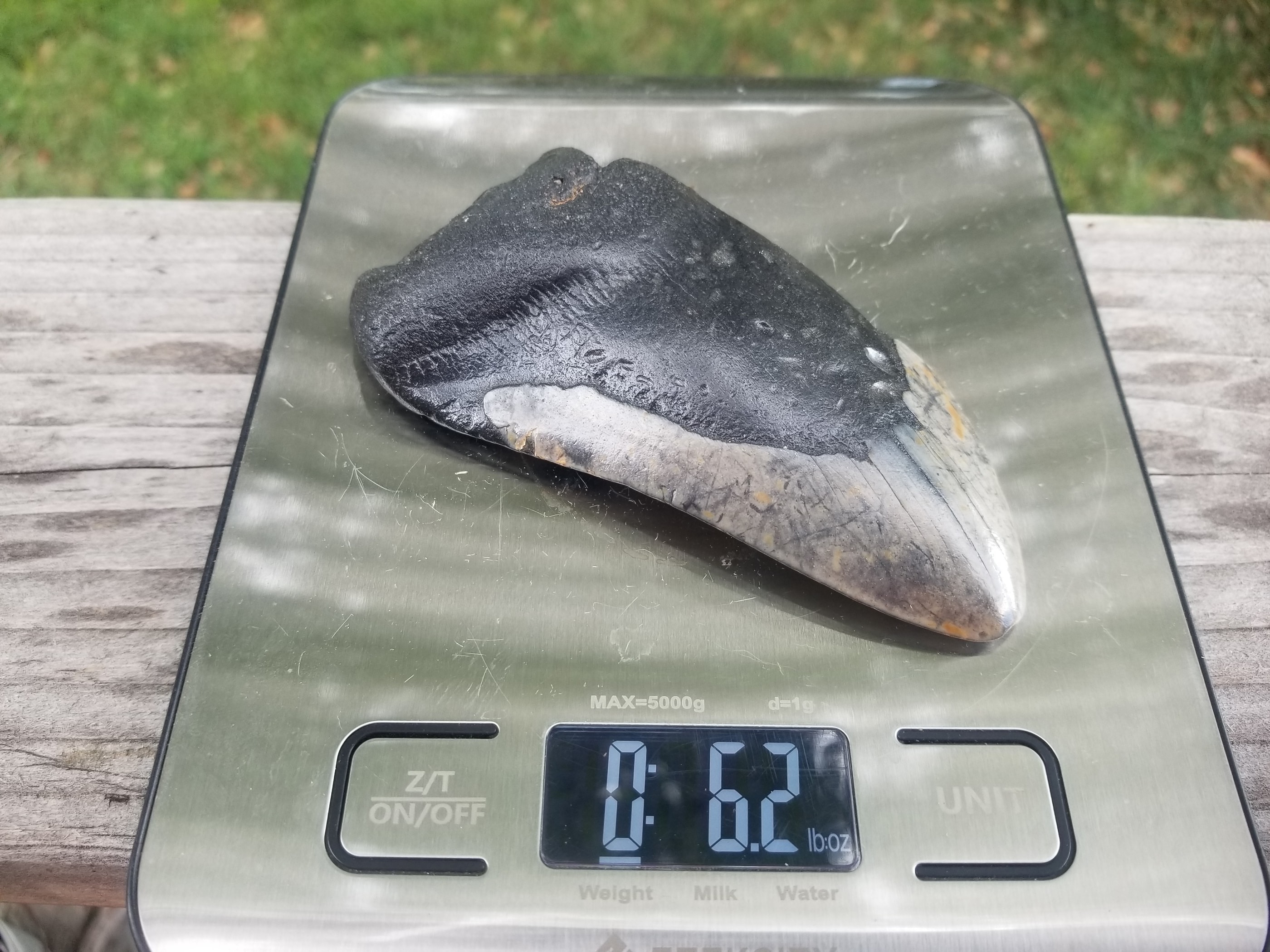 Beautiful 3.5" Megalodon Tooth Fossil Natural East Coast U.S.