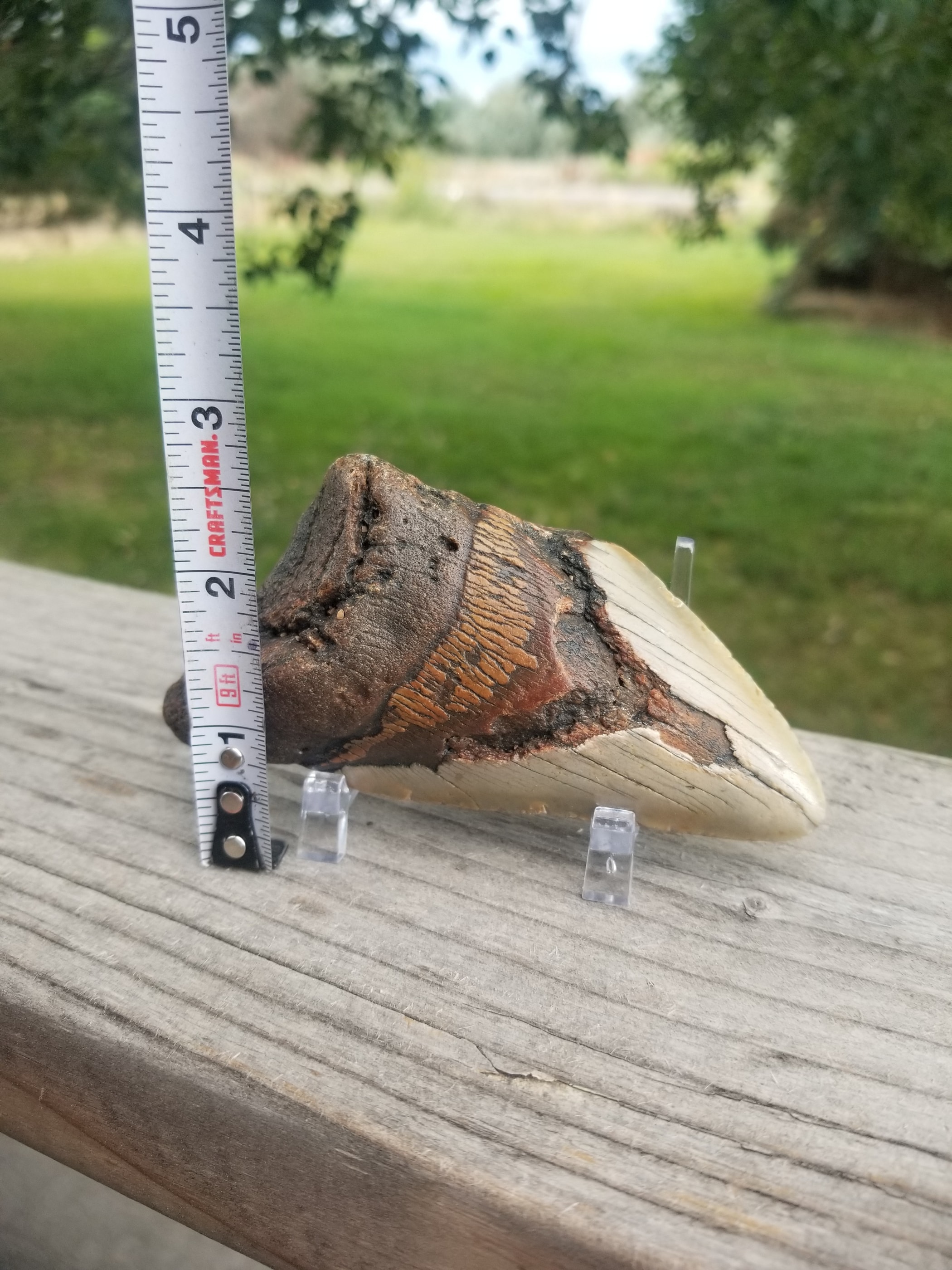 Beautiful 3.5" Megalodon Tooth Fossil Natural East Coast U.S.