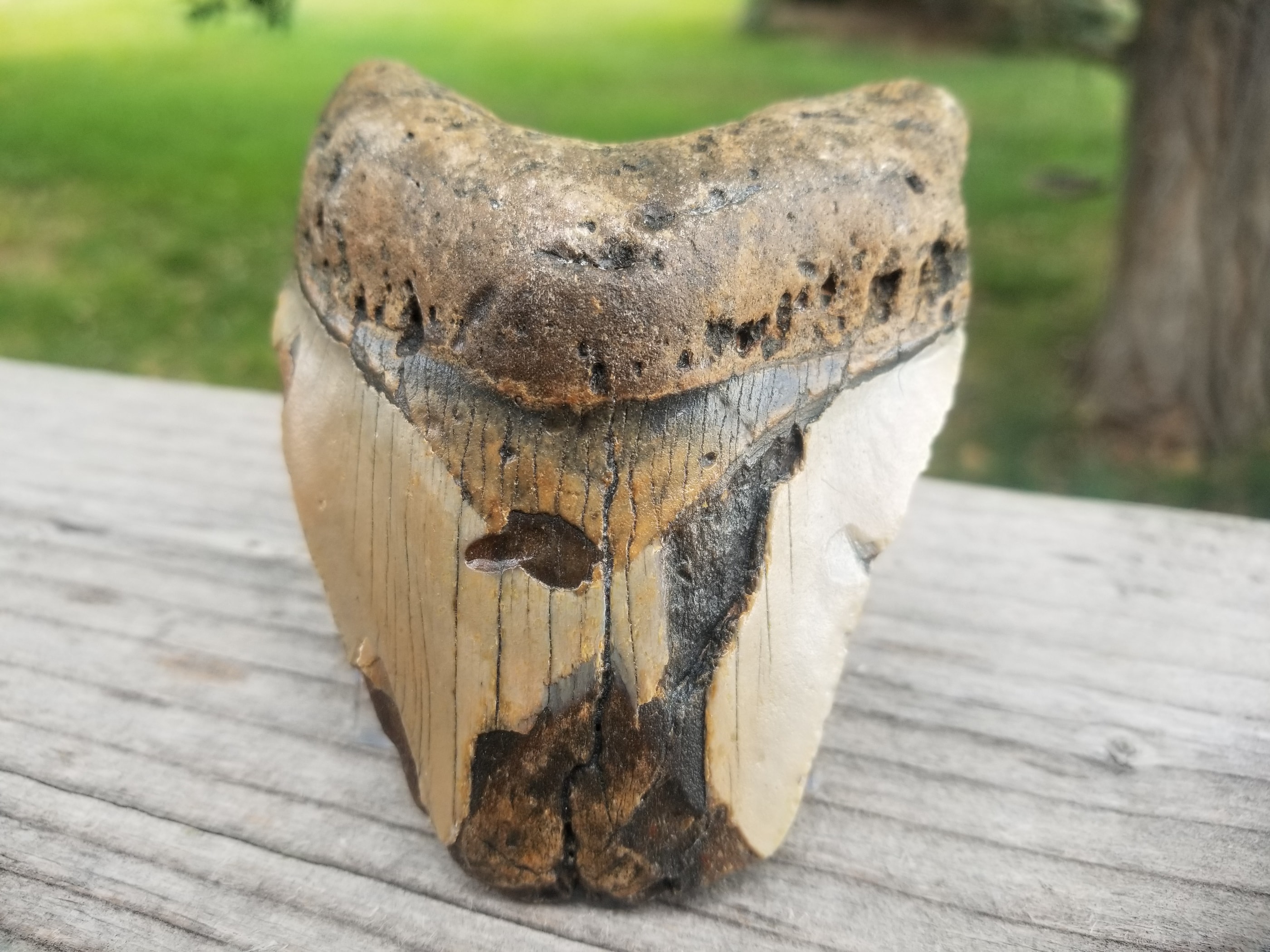 Beautiful 3.5" Megalodon Tooth Fossil Natural East Coast U.S.