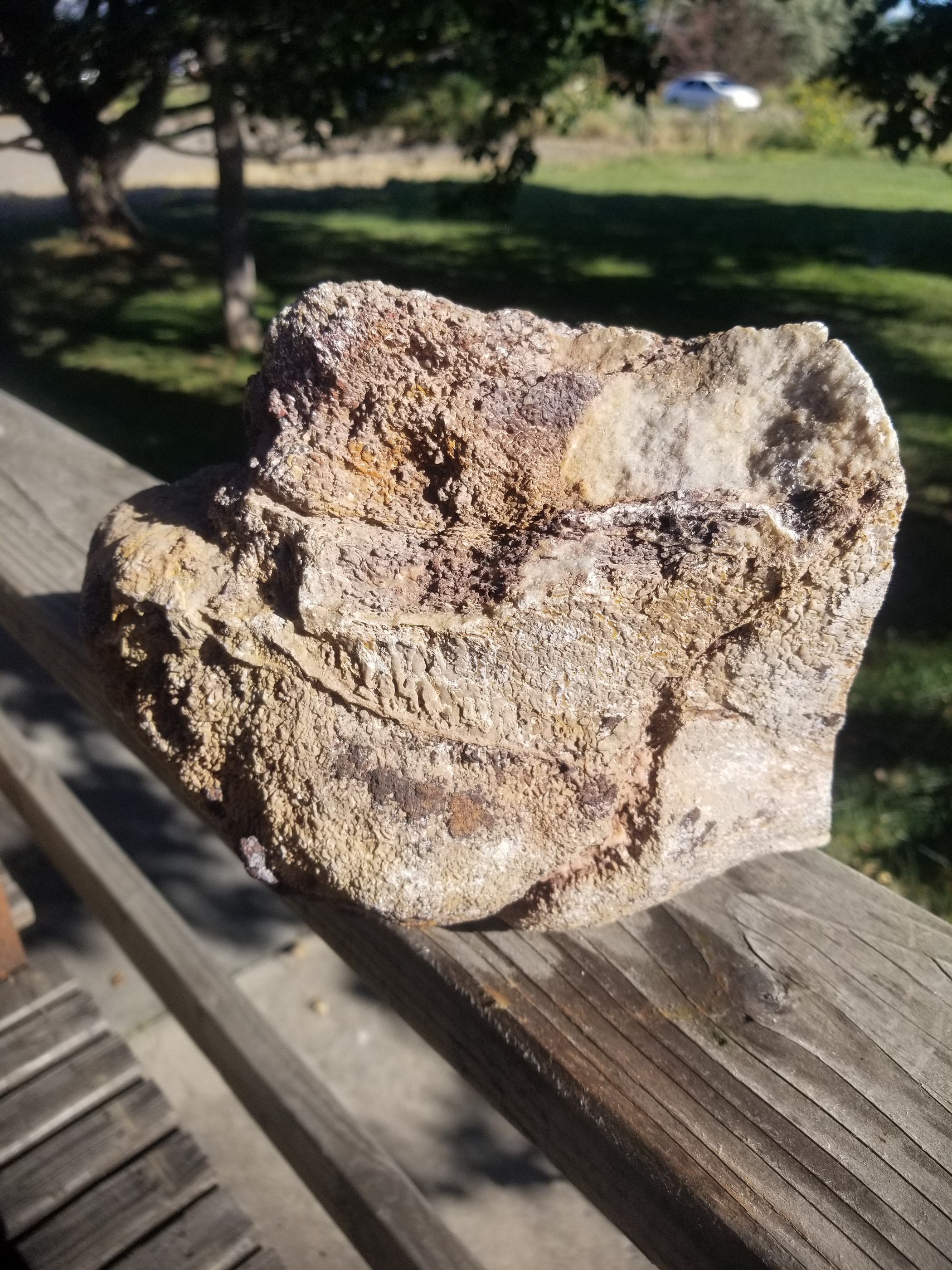 Great Agatized Dinosaur Gem Bone Multicolor Natural Specimen Rough/Unpolished 6Lb