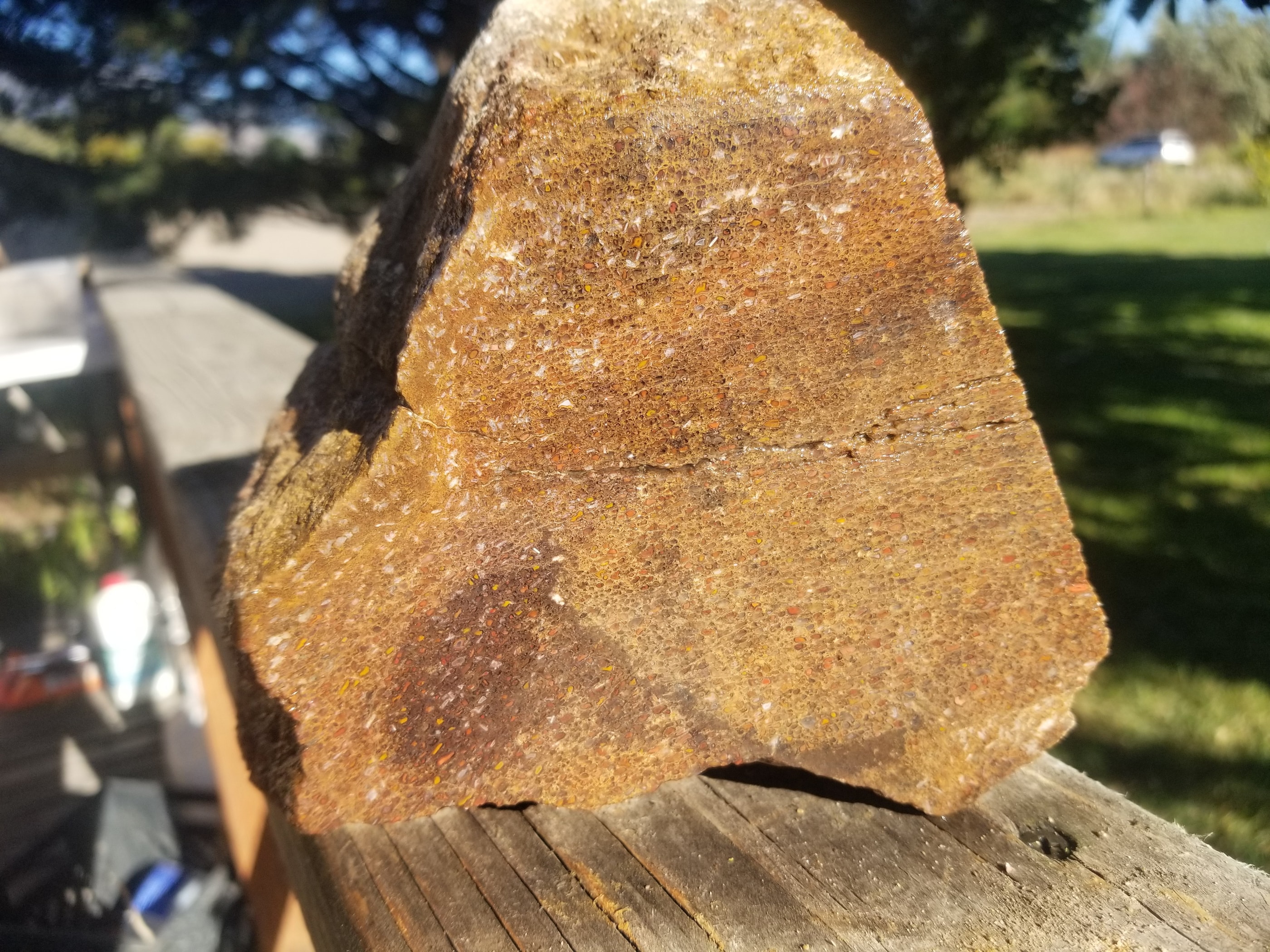 Great Agatized Dinosaur Gem Bone Multicolor Natural Specimen Rough/Unpolished 6Lb