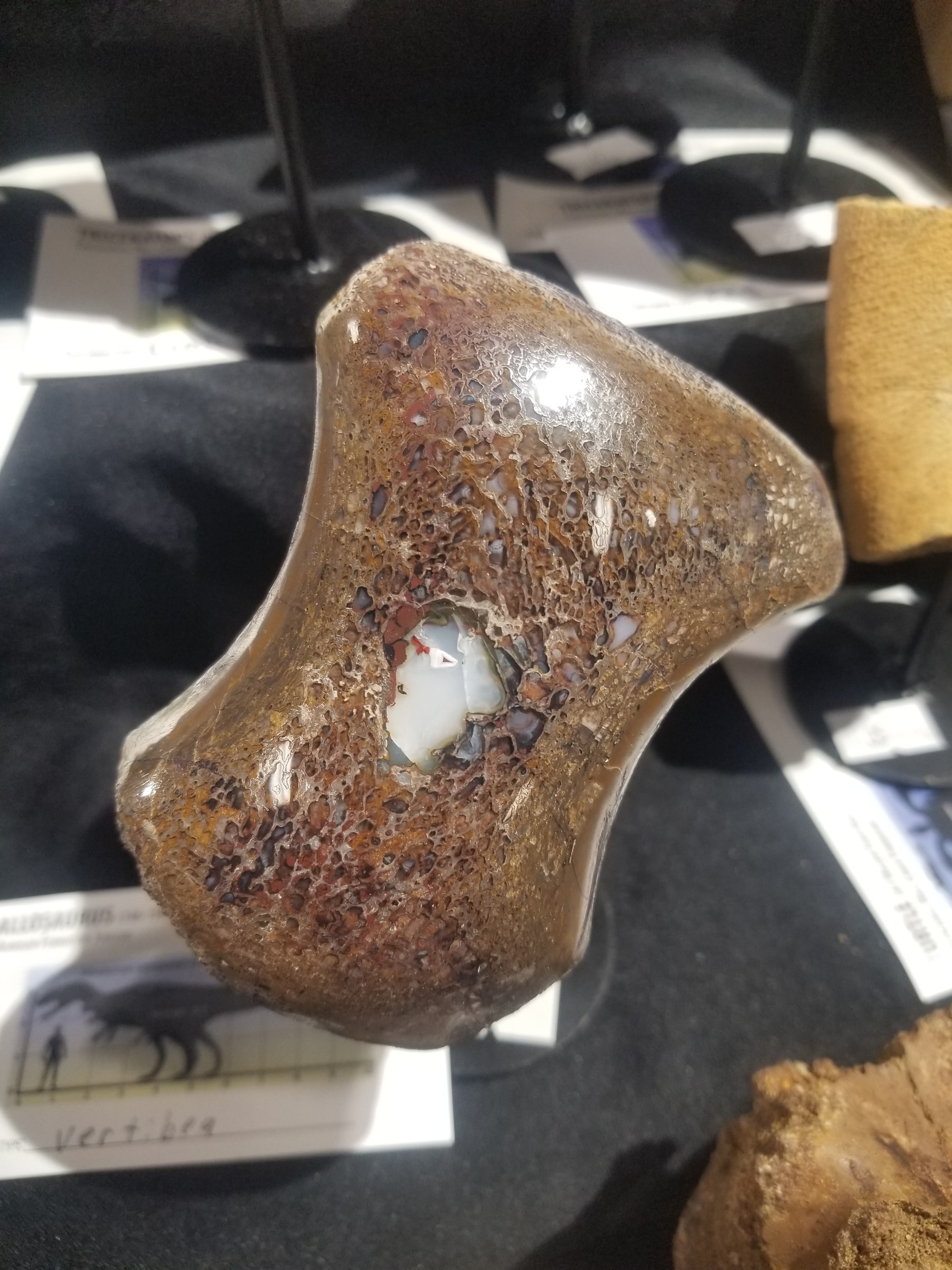 Nice Allosaurus Caudal Vert Section Fossil Specimen Partially Agatized Jurassic Morrison CO