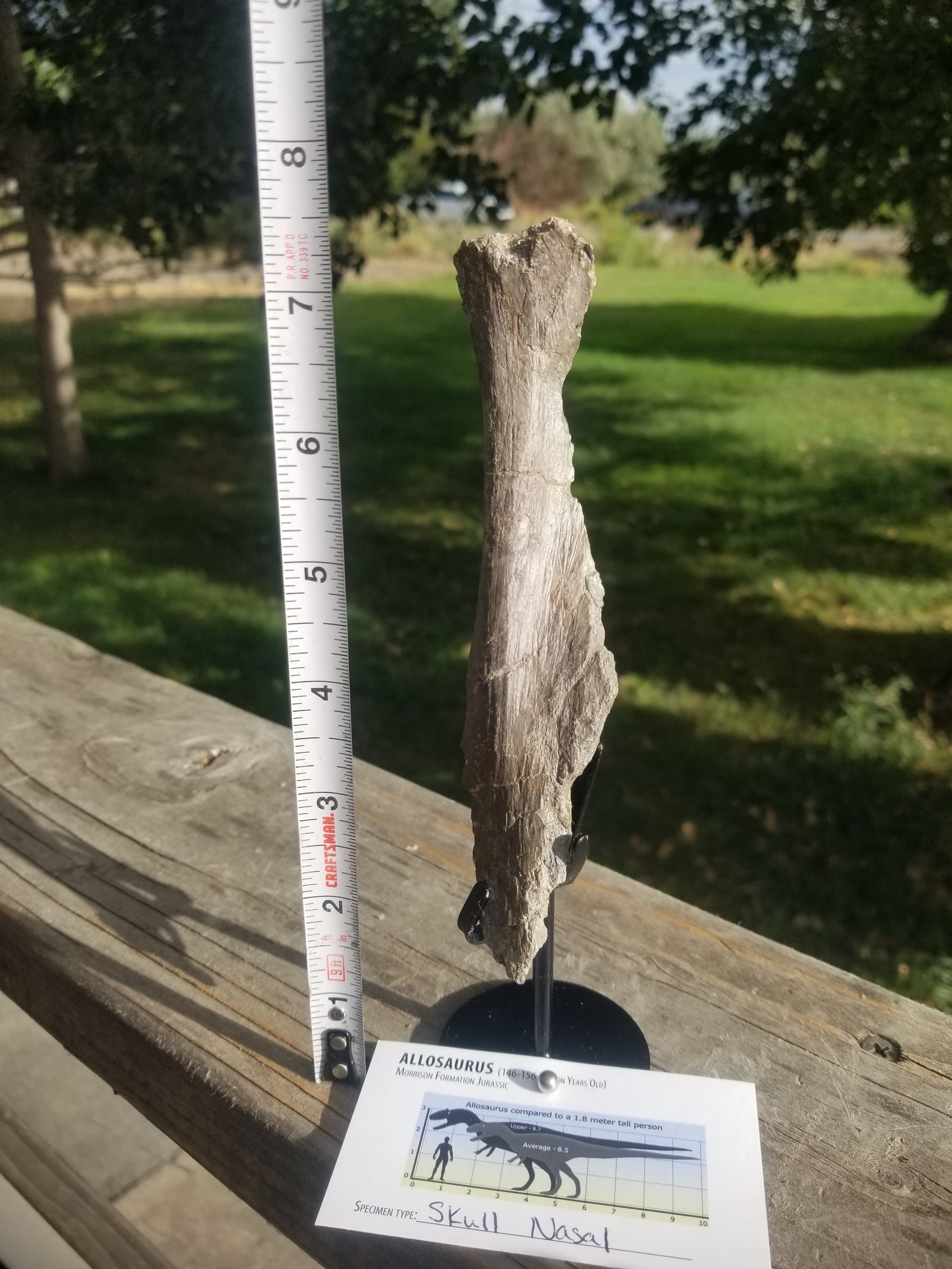 Nice Allosaurus Tibia Section Fossil Specimen Jurassic Morrison CO - Stand Included