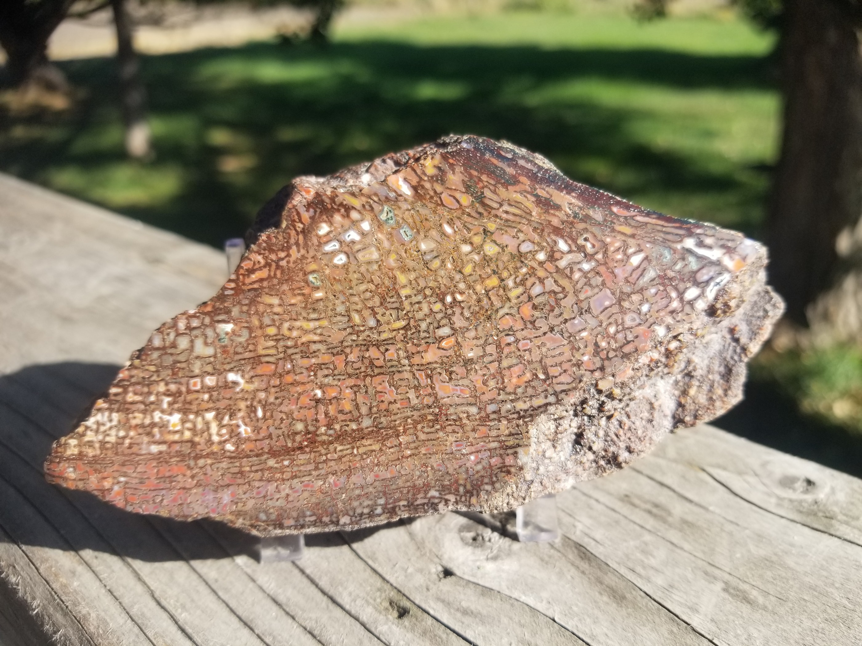Amazing Polished Rainbow Large Cell Agatized Jurassic Dinosaur Gem Bone Specimen