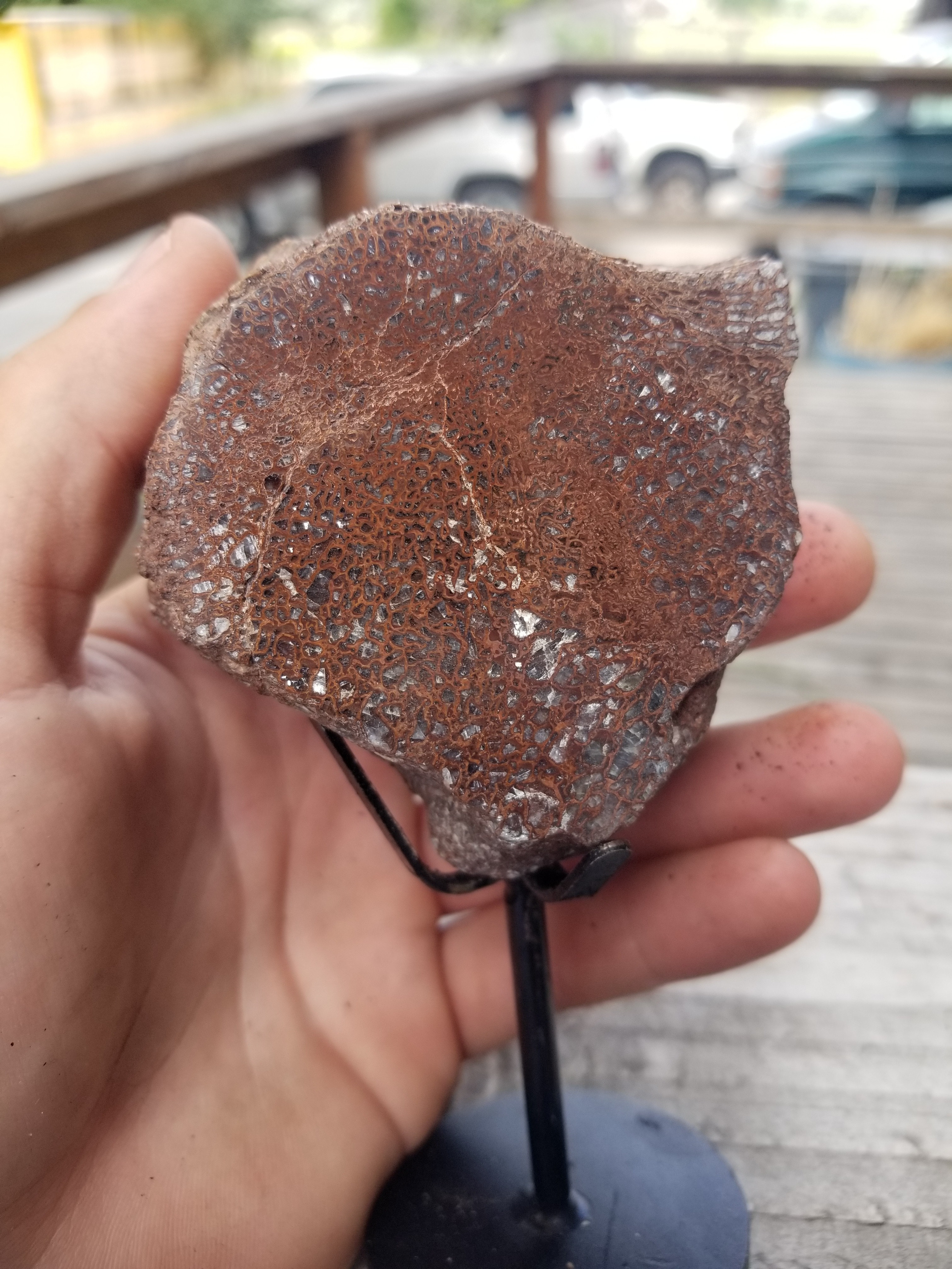 Amazing Polished Large Cell Agatized Jurassic Dinosaur Gem Bone Specimen Fluorescent Webbing w/Stand