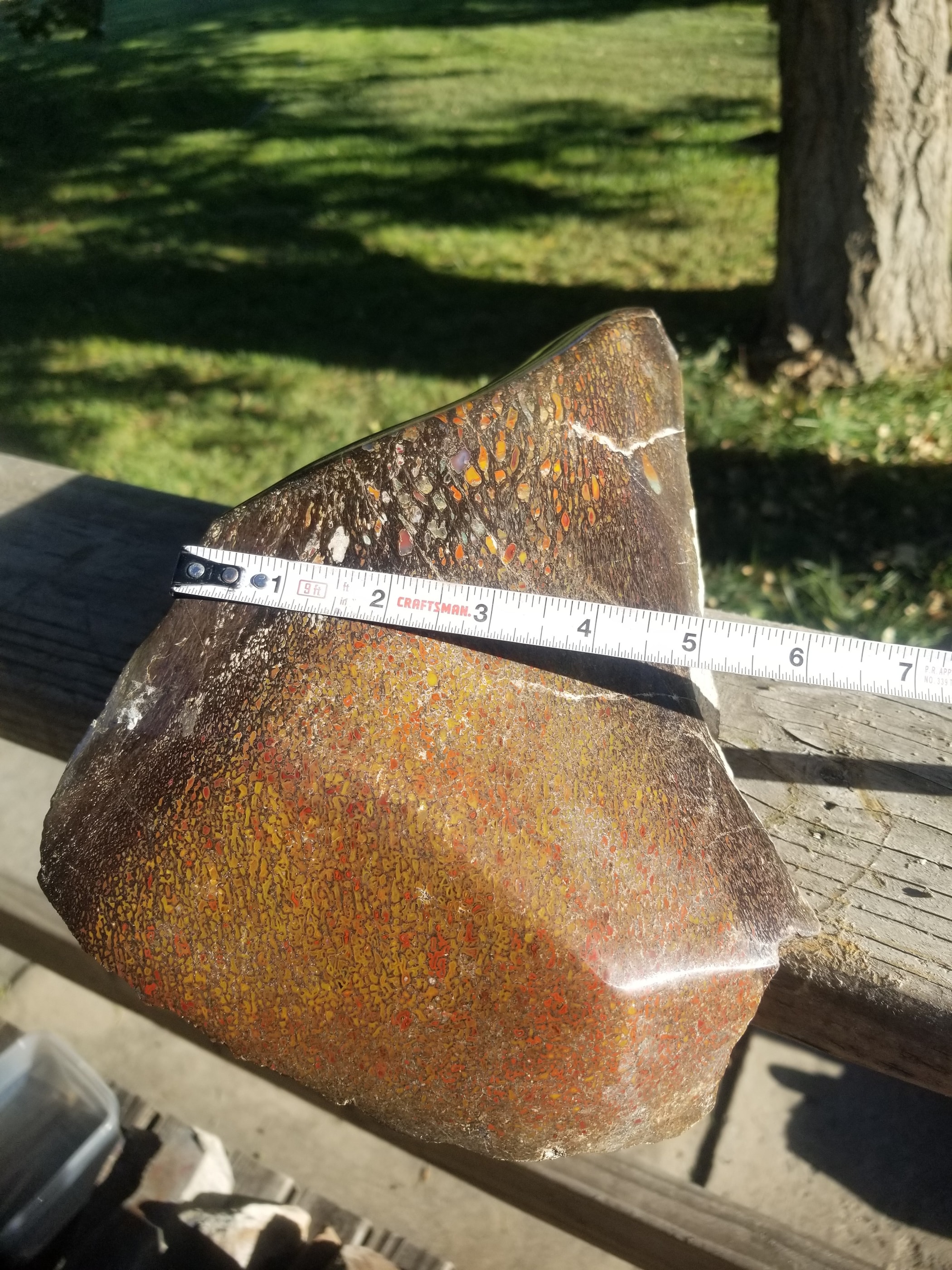 Amazing Rare Polished Large Cell Fortification Agatized Jurassic Dinosaur Gem Bone End Specimen Fluorescent Translucent Dark Webbing 88g