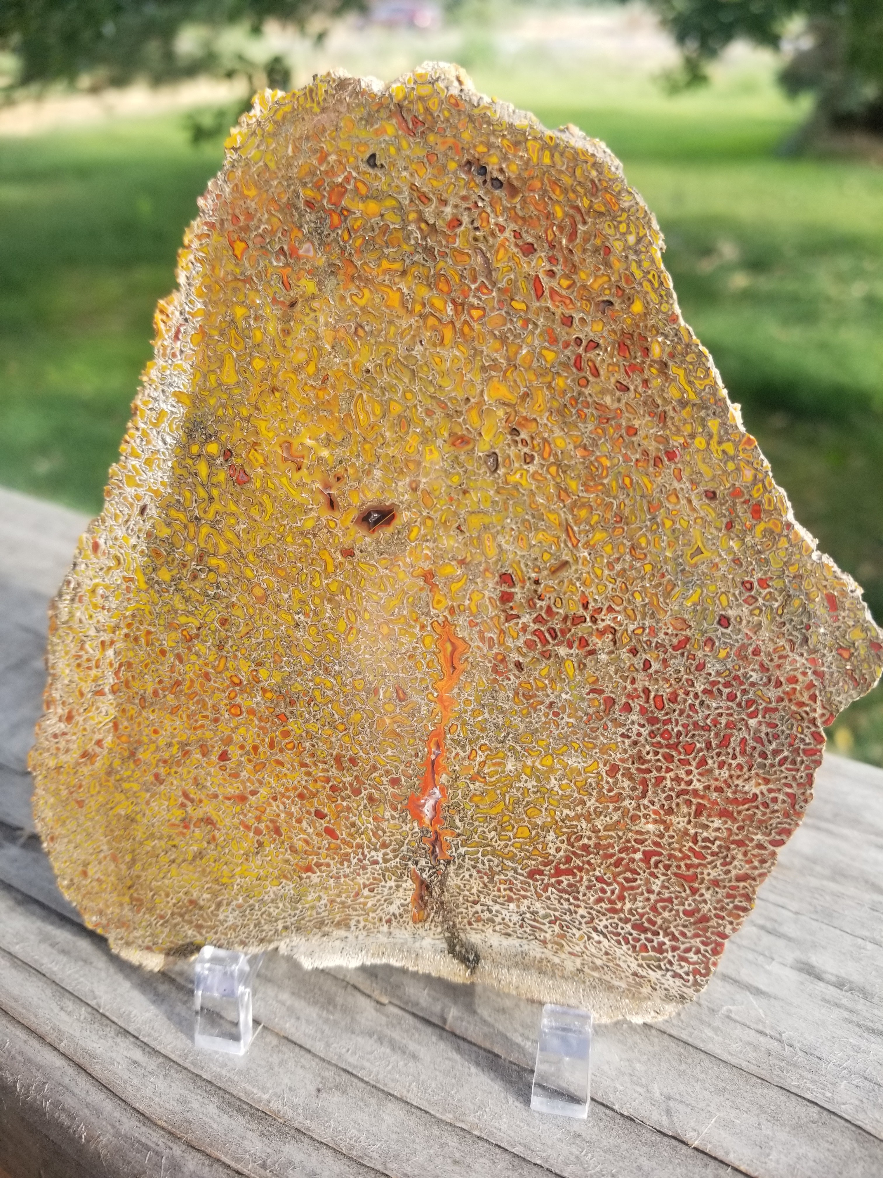 Amazing Unique Polished Large Cell Red/Yellow Agatized Jurassic Dinosaur Gem Bone Slab 139g