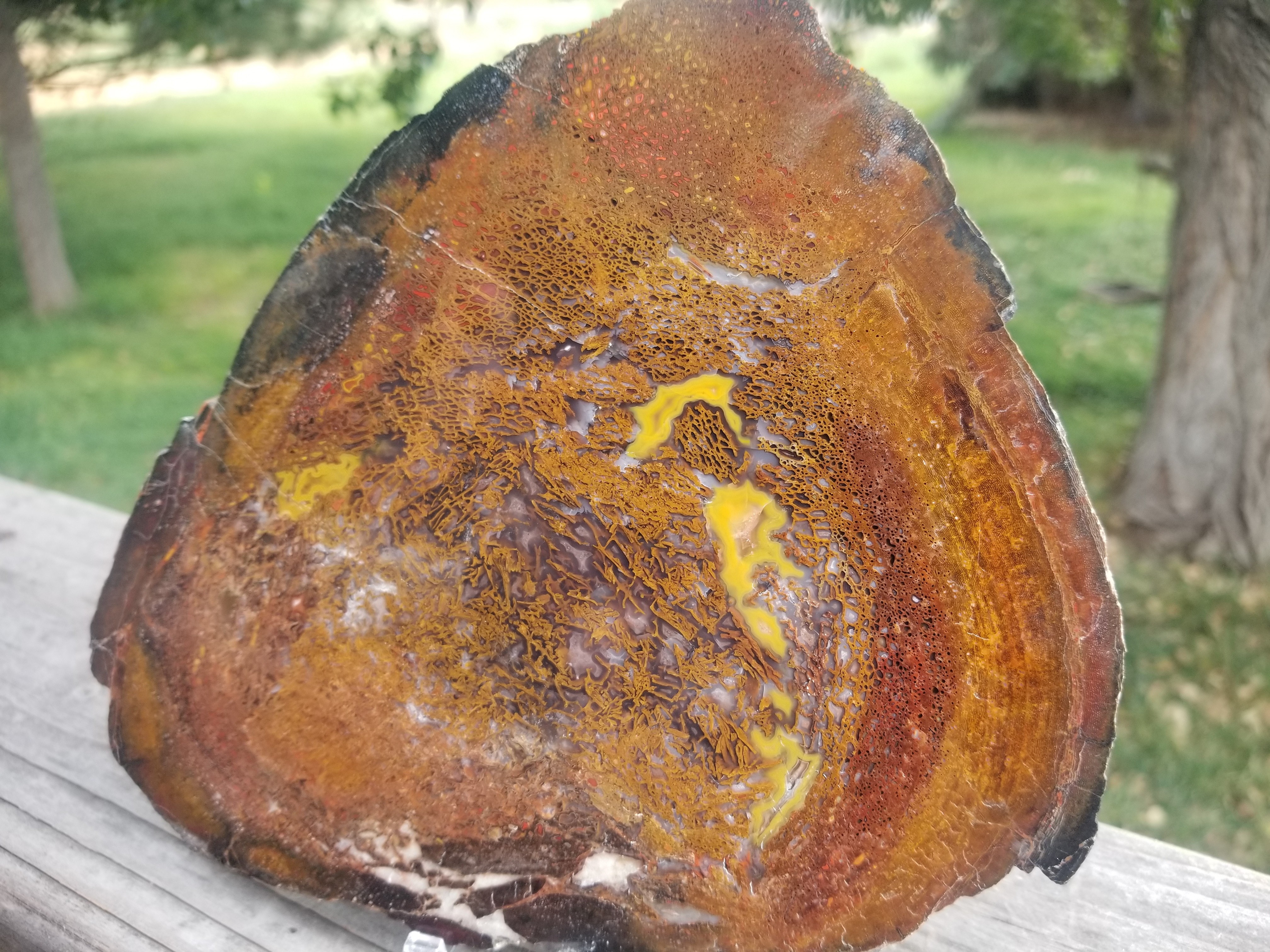 Amazing Unique Polished Large Cell Red/Yellow Agatized Fortifications Jurassic Dinosaur Gem Bone Slab 418g