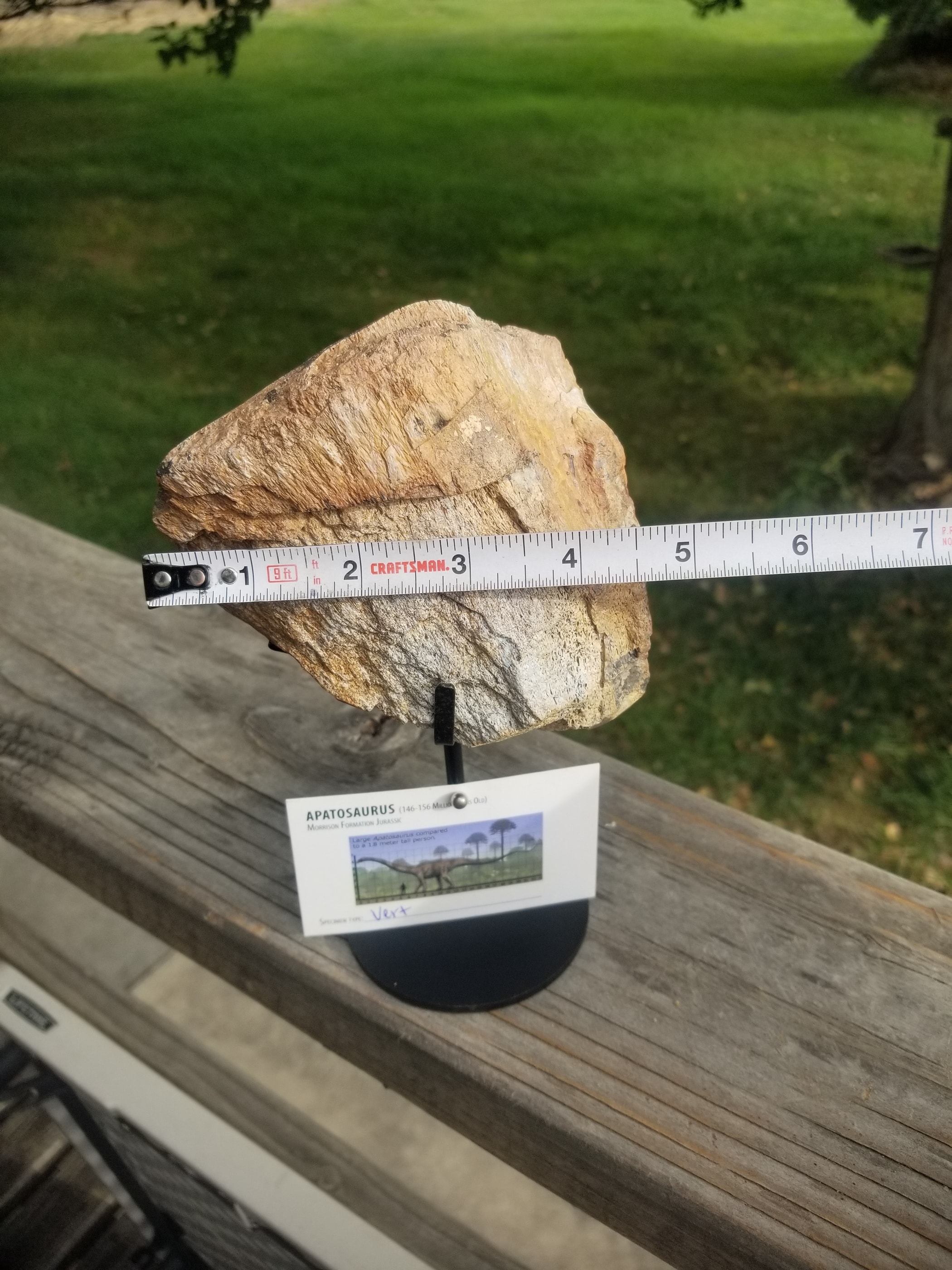 Nice Apatosaurus (The Deceptive Lizard) Vert Section Fossil Dinosaur Specimen Jurassic Morrison Form Display