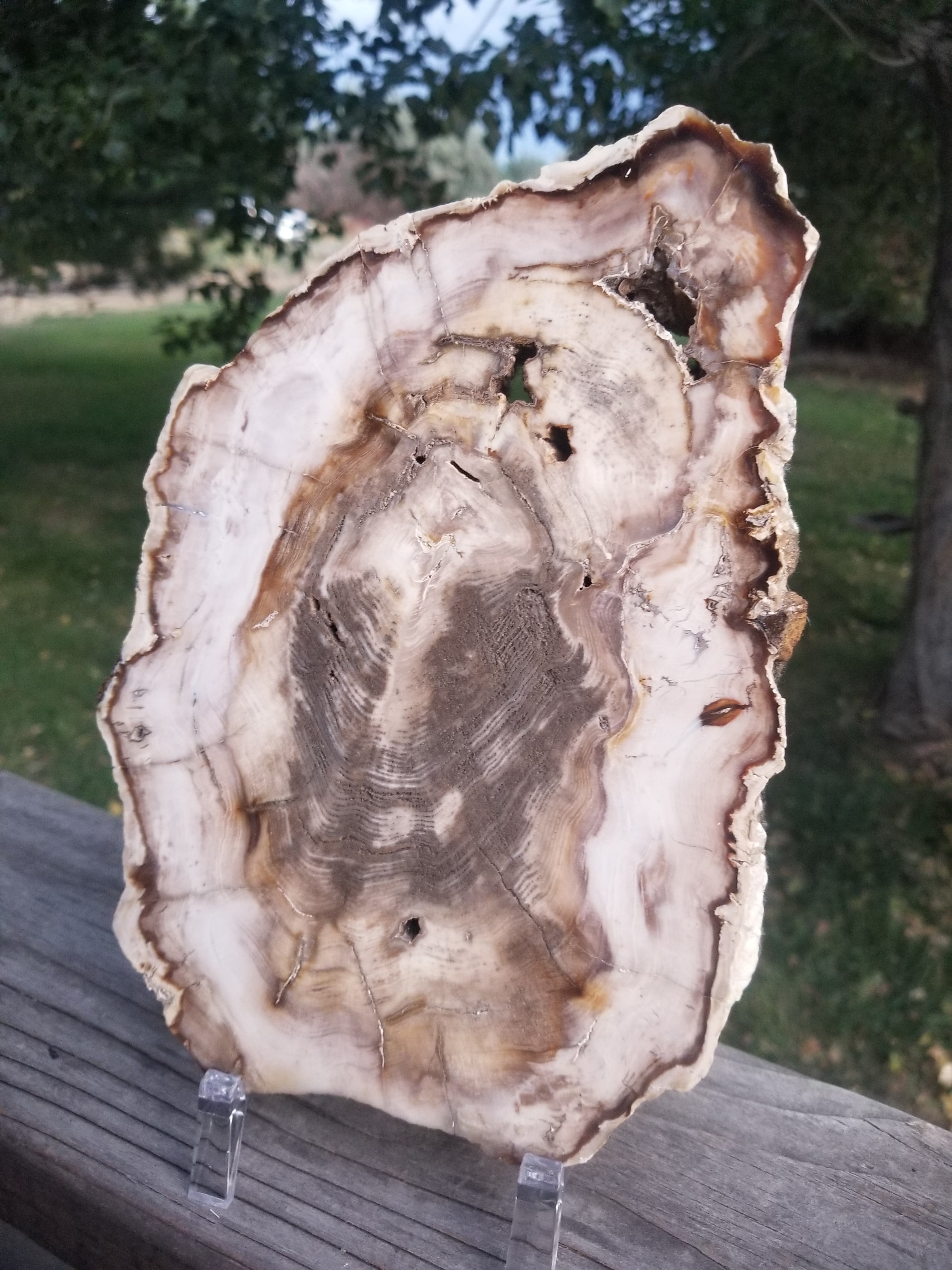 Beautiful Large Washington Cypress Polished Petrified Wood Round Slab Specimen