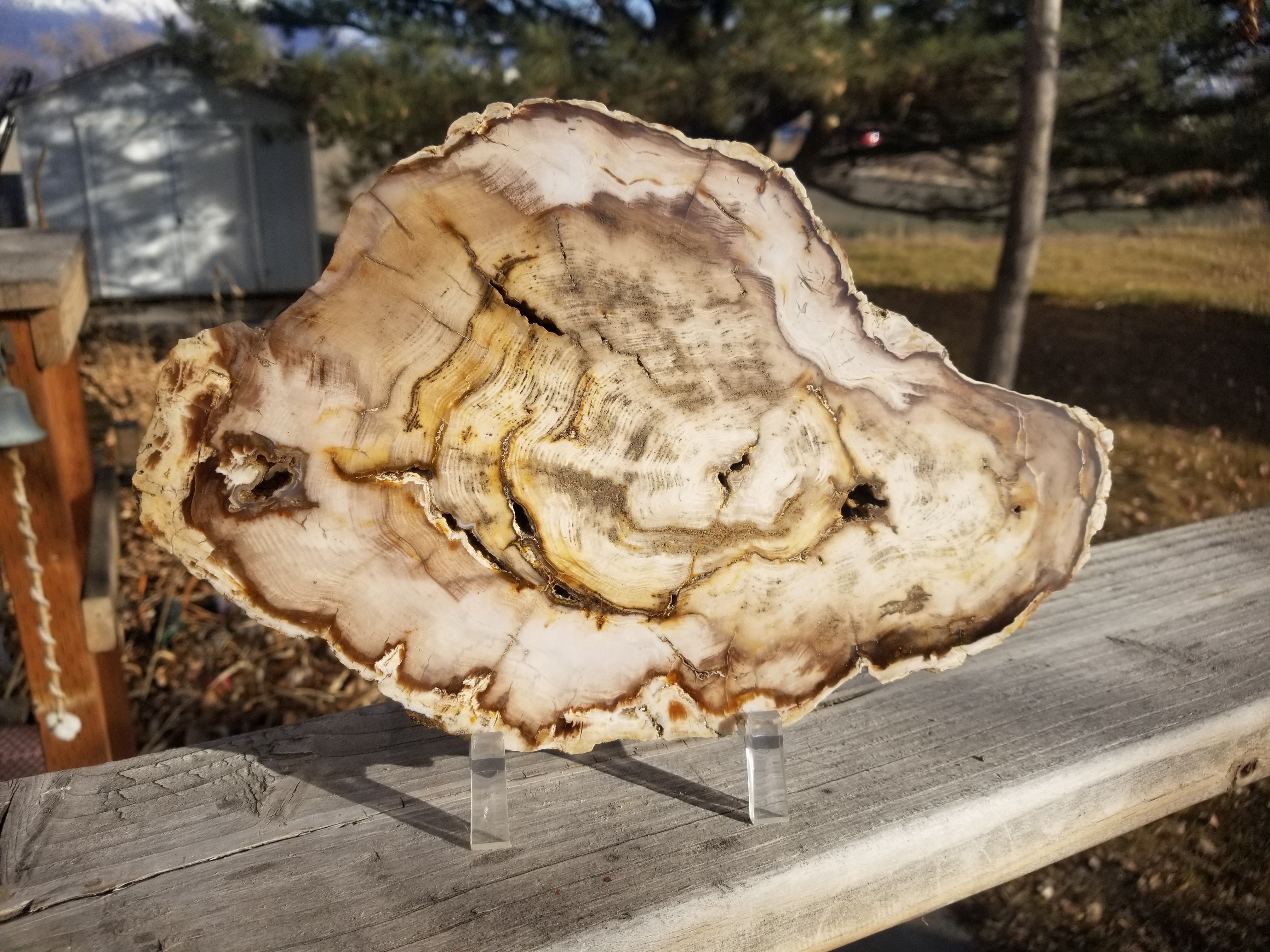 Beautiful 11+" Washington Cypress Polished Petrified Wood Round Slab Specimen