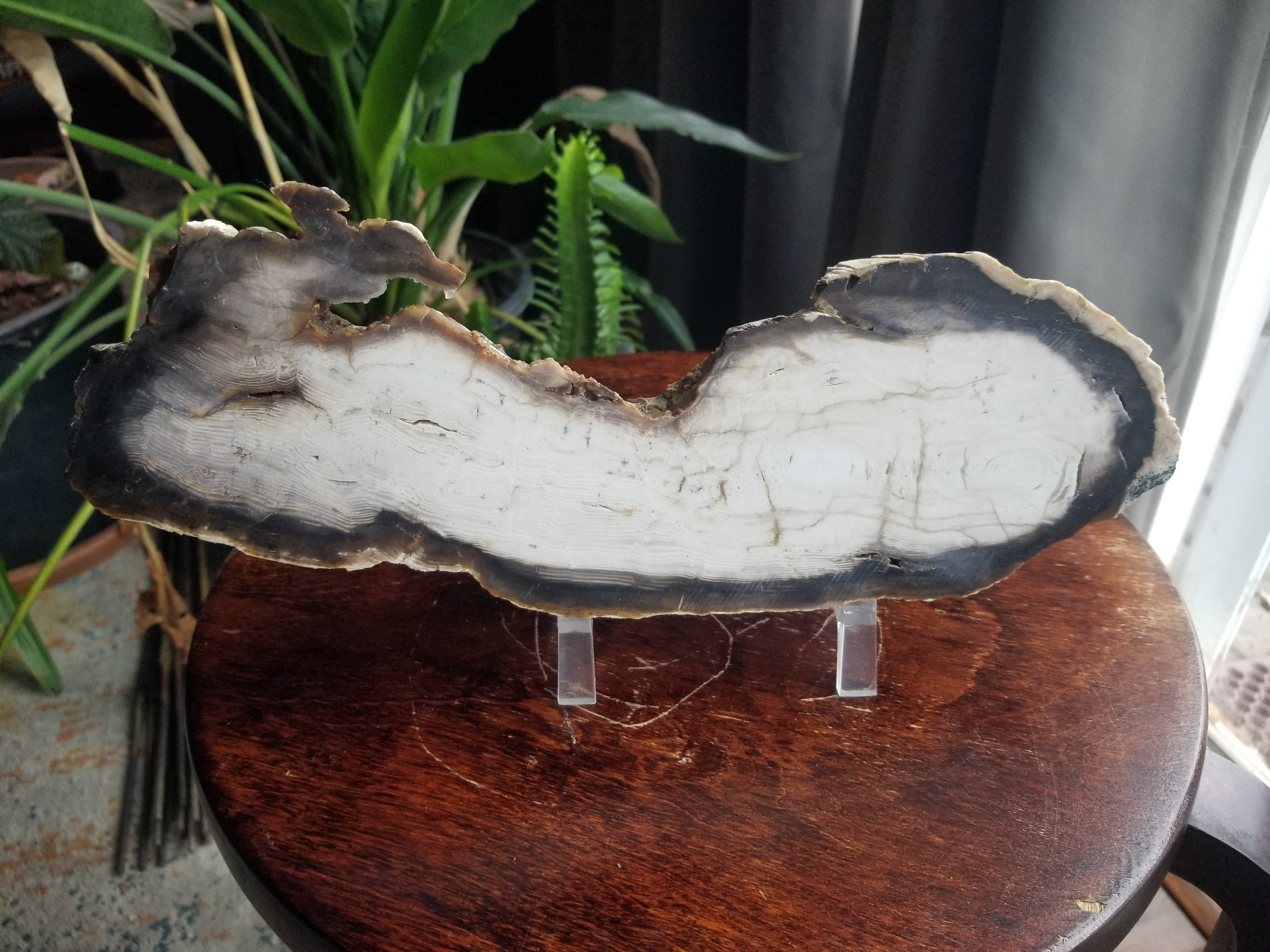 Beautiful 11+" Washington Cypress Unpolished Petrified Wood Round Endcut Display