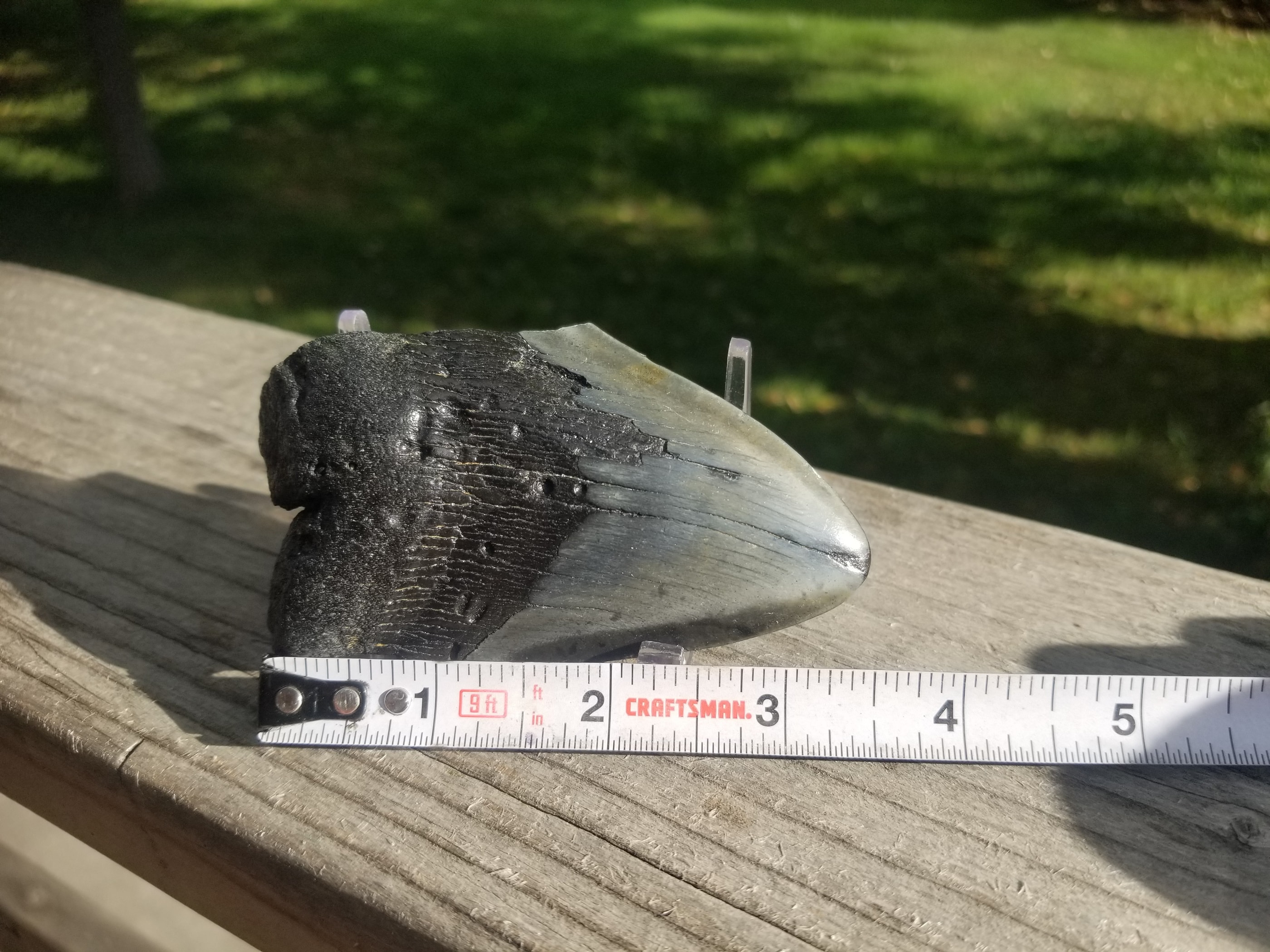 Beautiful 3.5" Megalodon Tooth Fossil Natural East Coast U.S.