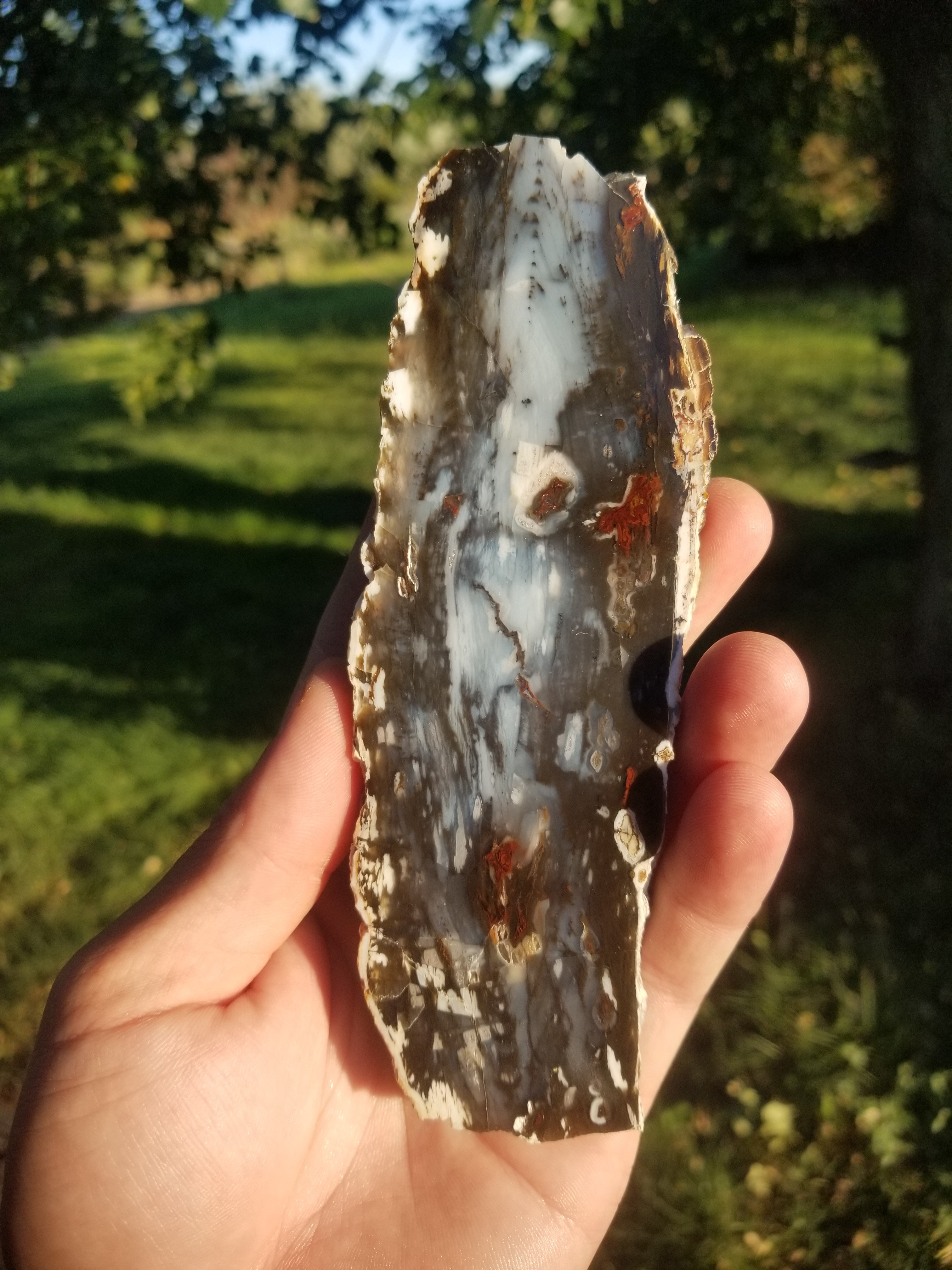 Beautiful Blue Unique Hubbard Basin Polished Petrified Wood Display Miocene NV