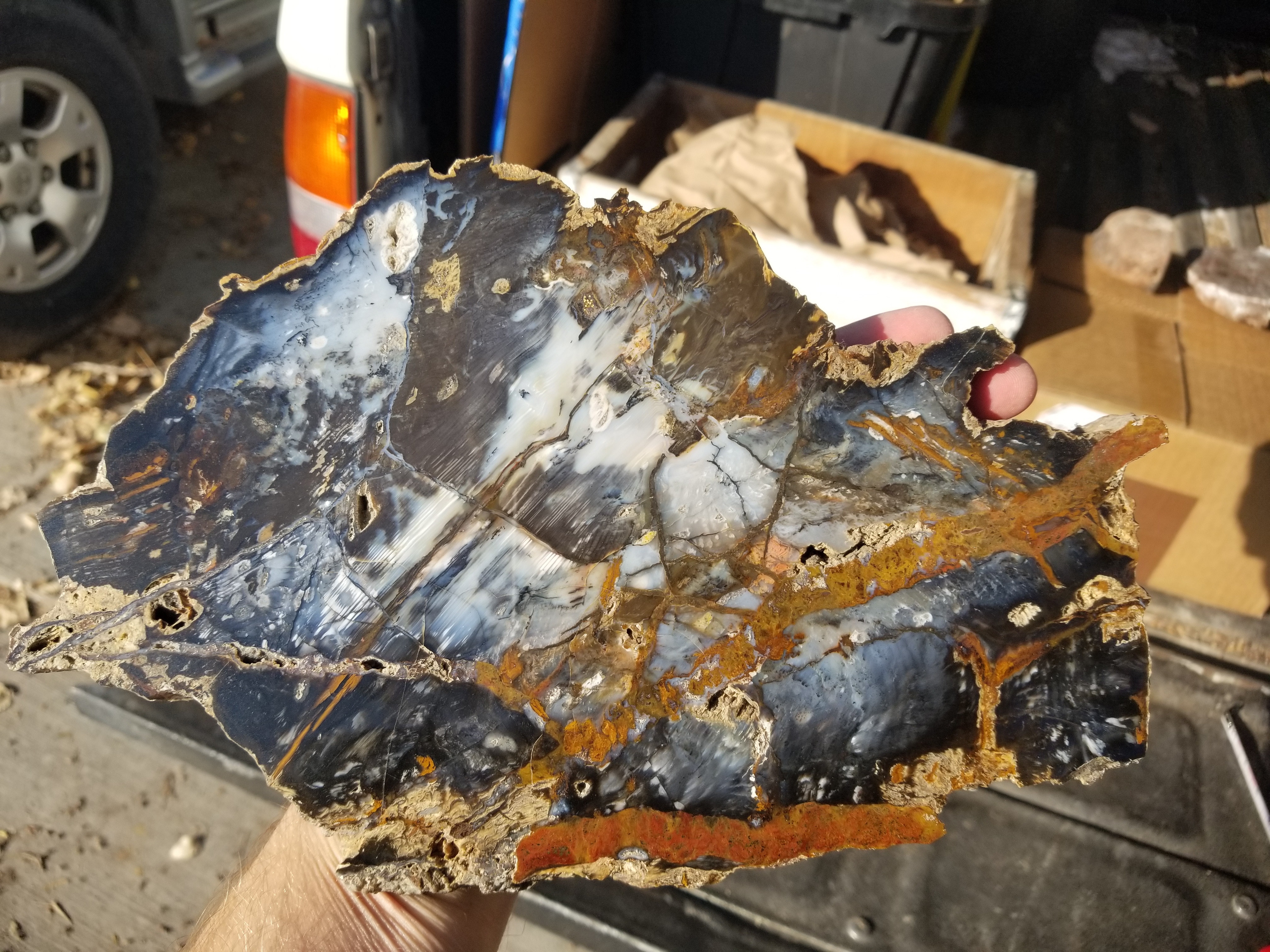 Beautiful Large Hubbard Basin Polished Petrified Wood Round Display Miocene NV 10x7"