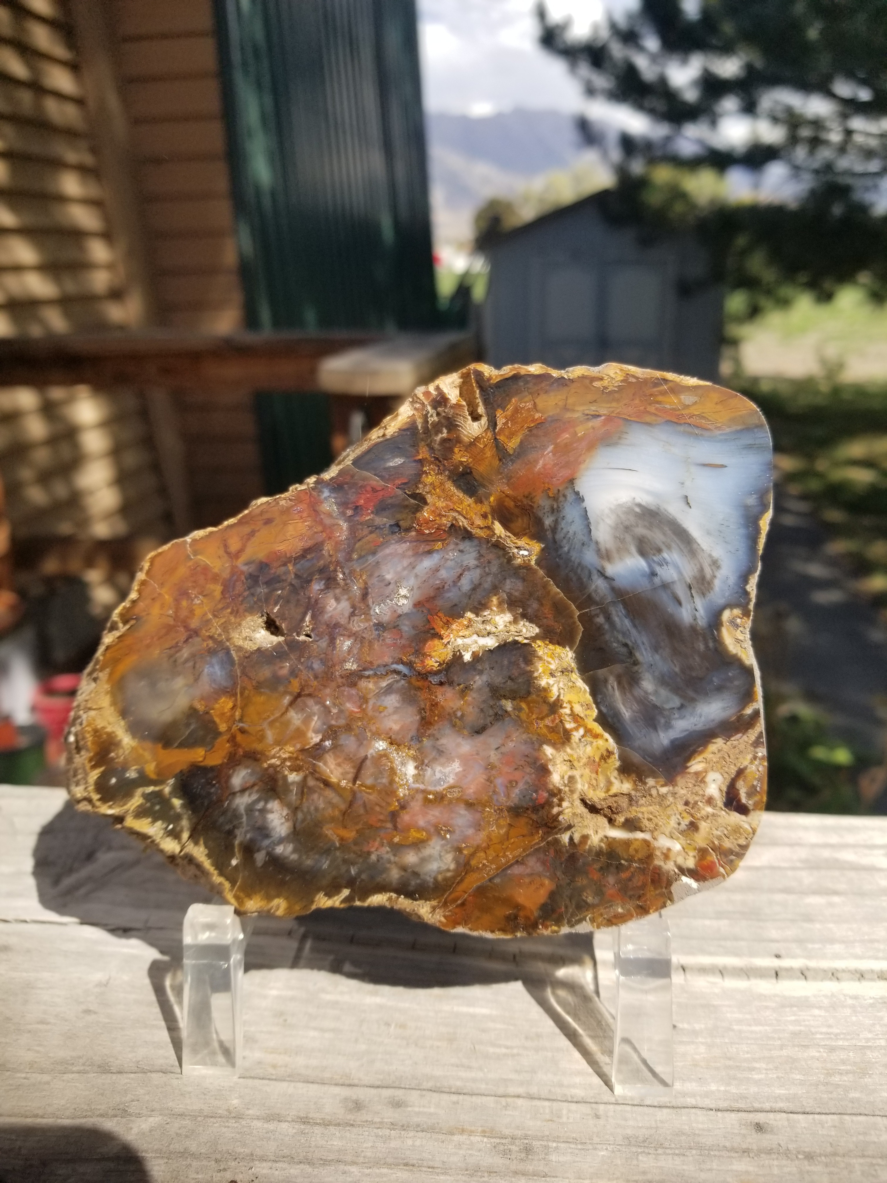 Beautiful 6"x4" Hubbard Basin Polished Petrified Wood Round Display Miocene NV