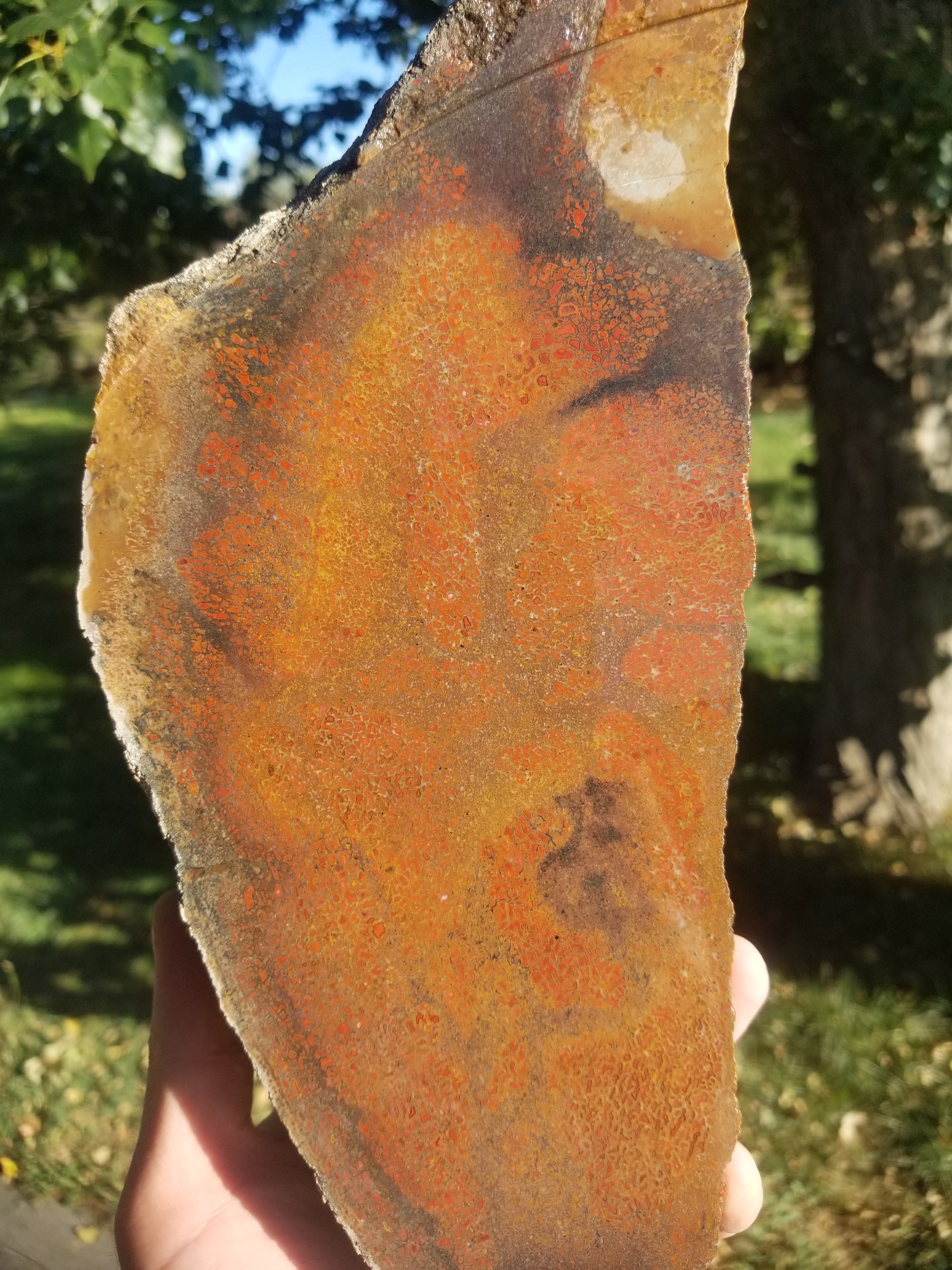 Beautiful Agatized Dinosaur Gem Bone Deep Red Multicolor Natural Specimen Rough/Unpolished 6+Lb