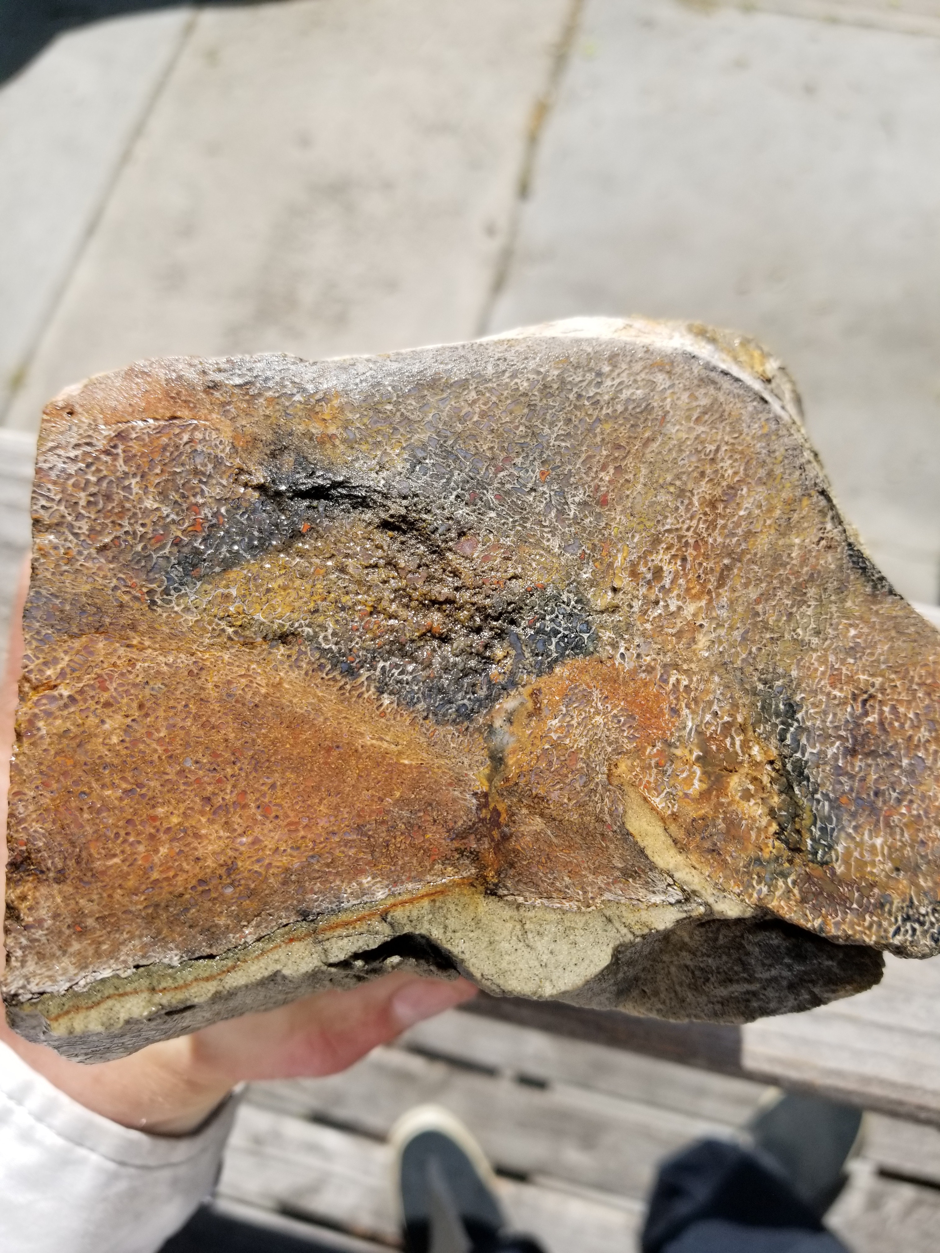 Beautiful Agatized Dinosaur Gem Bone Multicolor Natural Specimen Rough/Unpolished 6+Lb