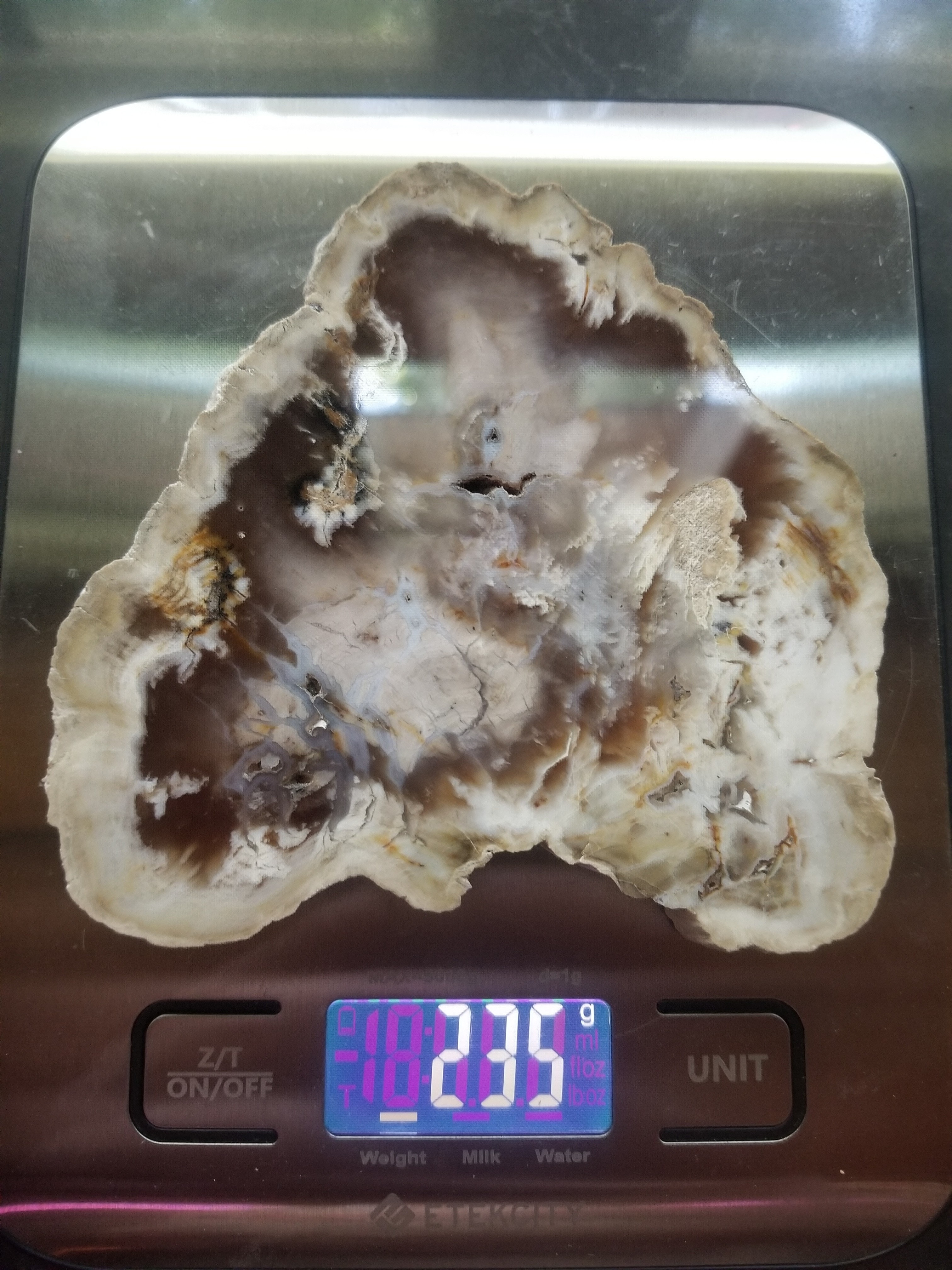 Beautiful Polished Bald Cypress Petrified Wood 4+" Round Slab Washington Felt Backer Look