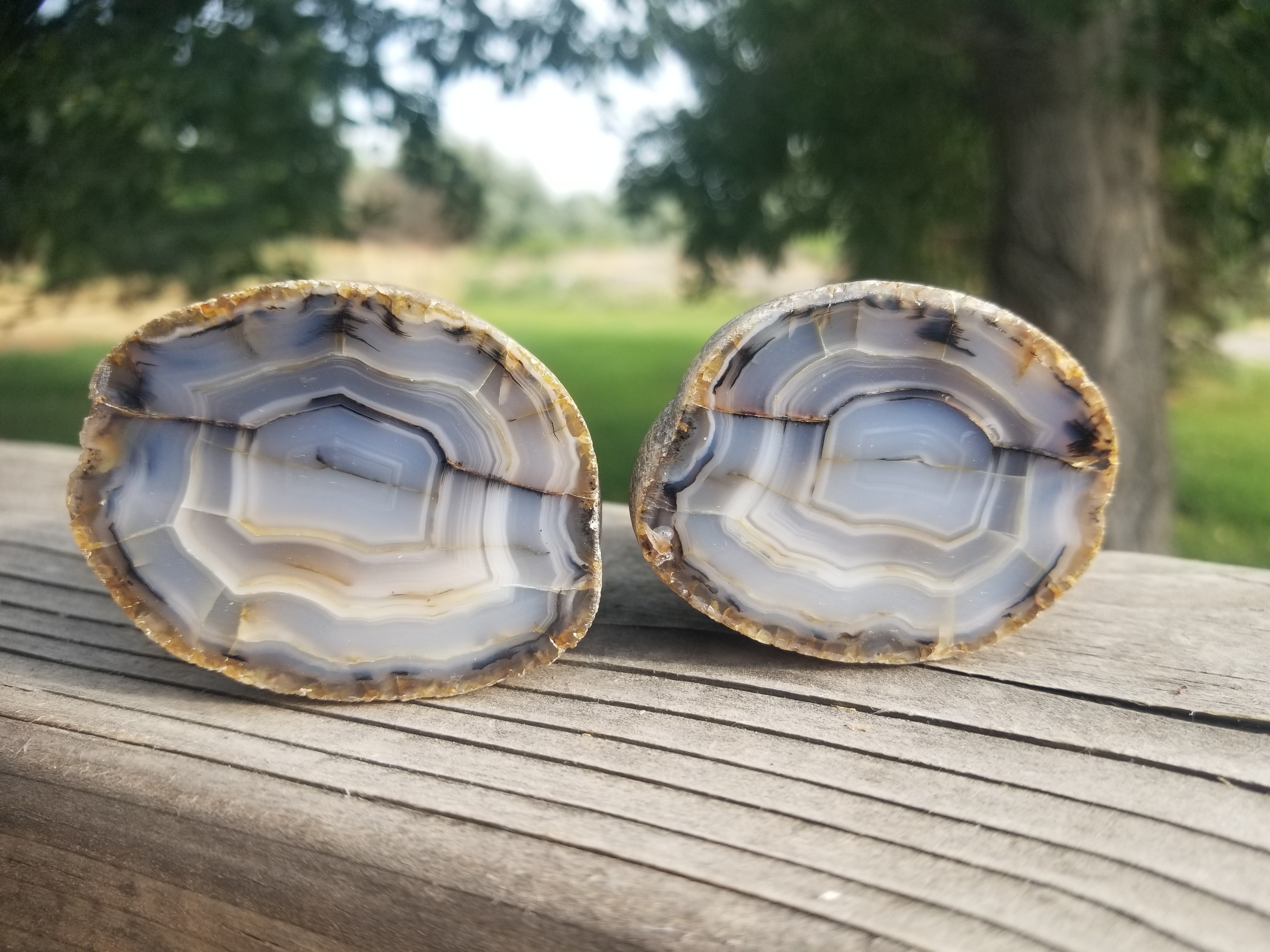 Beautiful Banded Montana Moss Agate Full Specimen Halved and Polished Both Sides 1+Lb