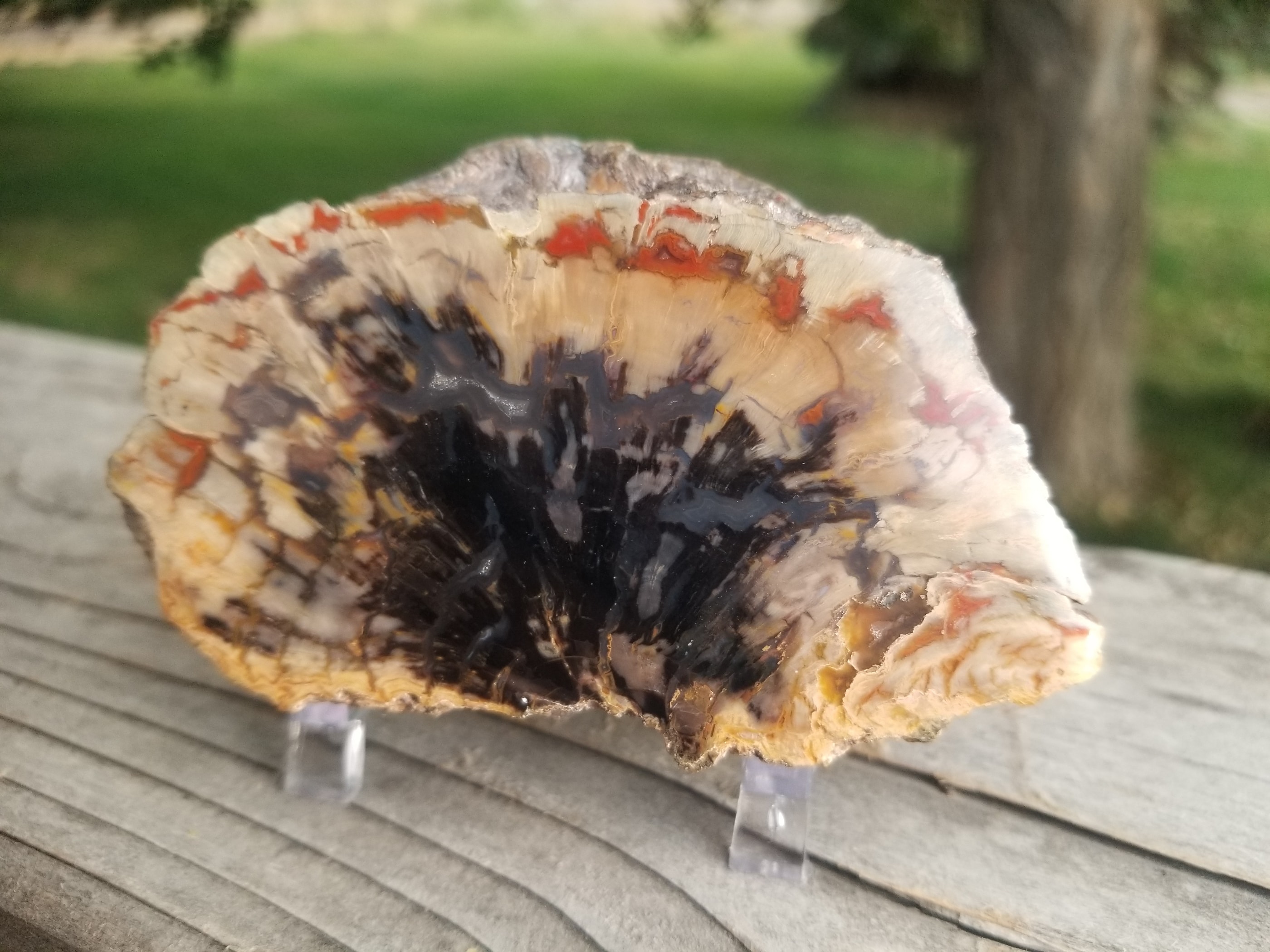 Beautiful Henry Mountains Double End Polished Petrified Wood Round - Morrison Form, Southern UT