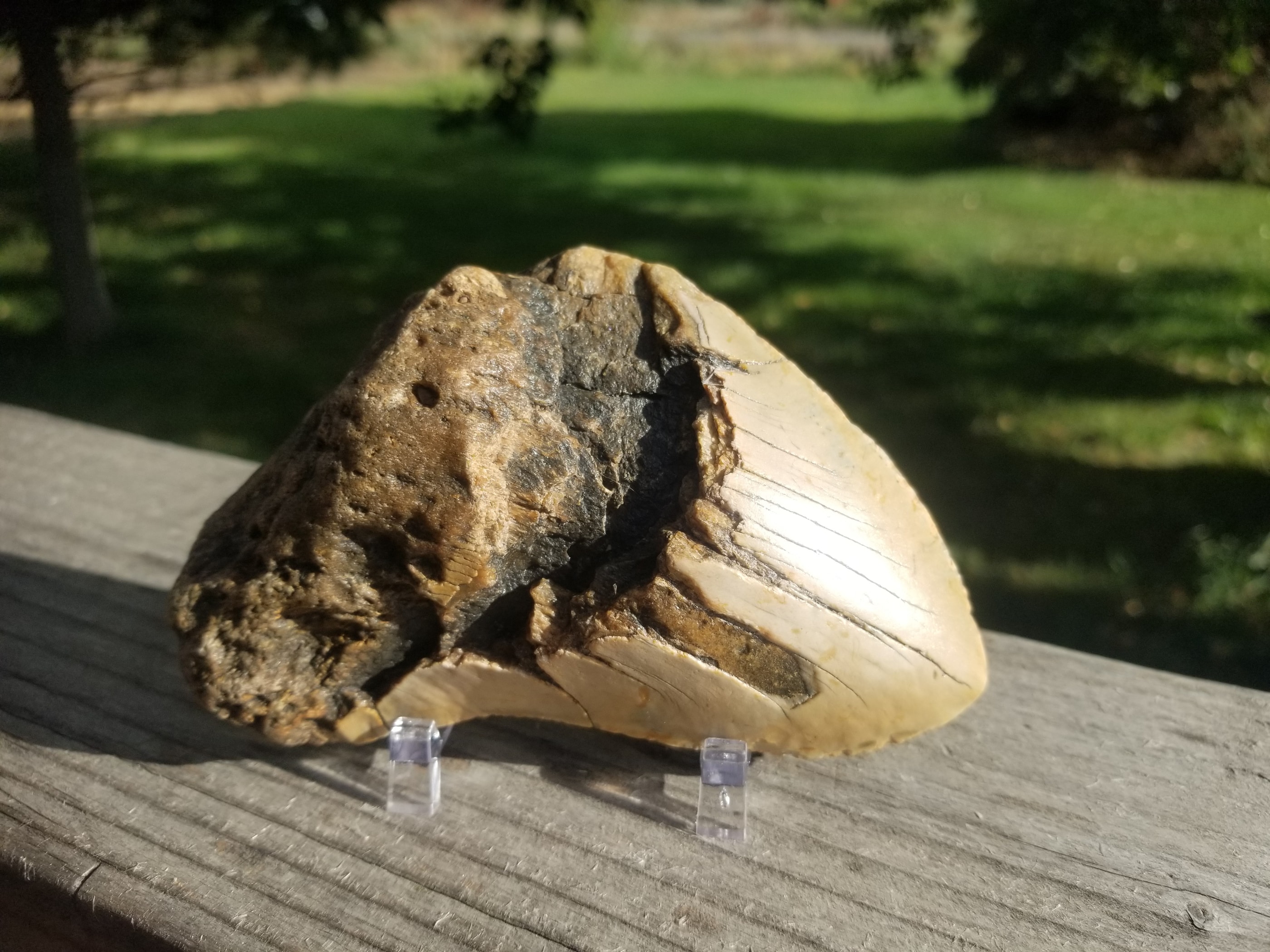 Beautiful Large 5" Megalodon Tooth Fossil Natural East Coast U.S.