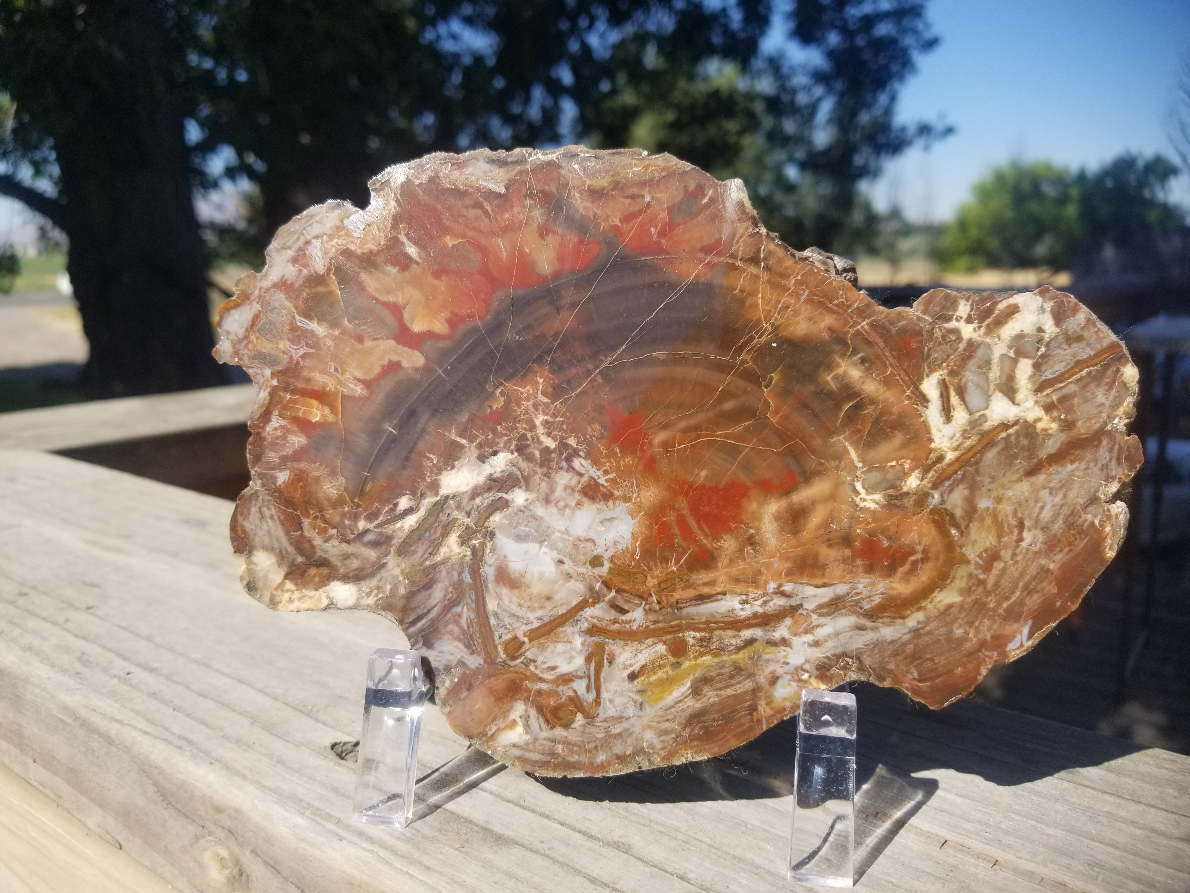 Beautiful Unique Polished Boulder Mountain Bogwood UT Petrified Wood Round 7.25x5" 1+Lb