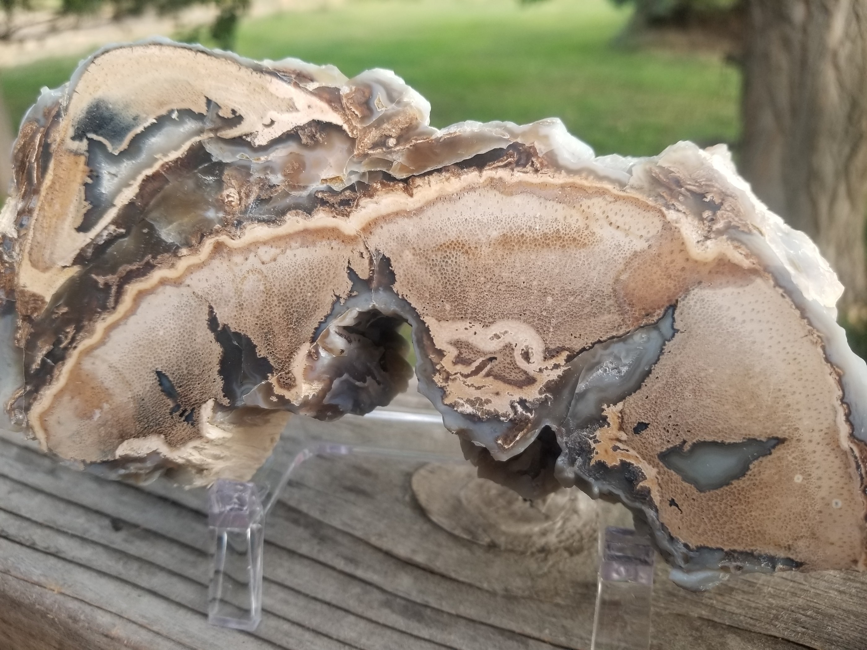 Beautiful Polished Blue Forest Petrified Palm Wood Slab Specimen w/Petiole - Wyoming Agatized Wood Eden Valley